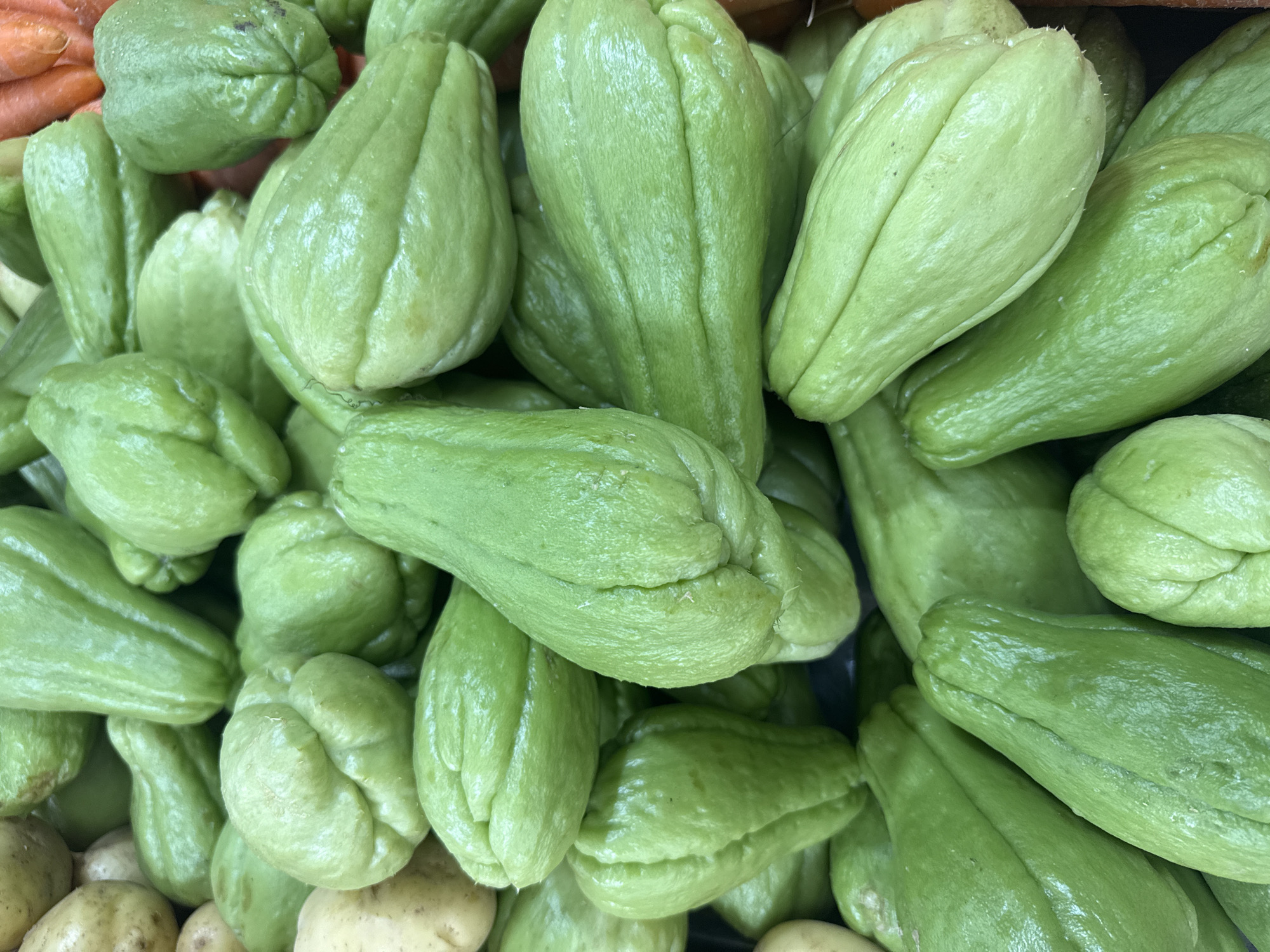 A close-up, overhead shot captures a pile of chayote squash. The squash are light green and have a bumpy, ribbed texture. They are densely packed, with some appearing more elongated and others more rounded. The lighting is bright, highlighting the sheen on the squash's skin. In the background, hints of other produce, such as potatoes and carrots, can be seen. The image appears to be taken in a market or grocery store. The specific location in Arraial do Cabo, Brazil, is not discernible from the image itself.