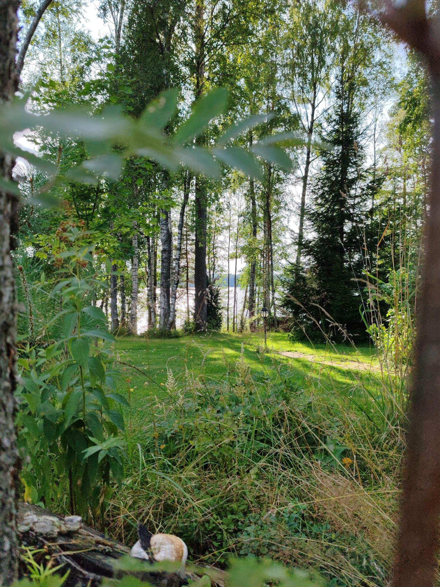 The image depicts a natural scene with dense foliage in the foreground and a sunlit clearing beyond. Tall trees, including birch and pine, line the clearing, with a body of water visible in the distance. The ground is covered in grass and dry vegetation. The lighting suggests it is daytime, with sunlight filtering through the trees. The image is taken from a low angle, with a tree trunk prominent on the left and another blurred element on the right. The scene appears tranquil and undeveloped, suggesting a natural environment. There are no people or discernible man-made structures other than what appears to be a small lamp post in the background.