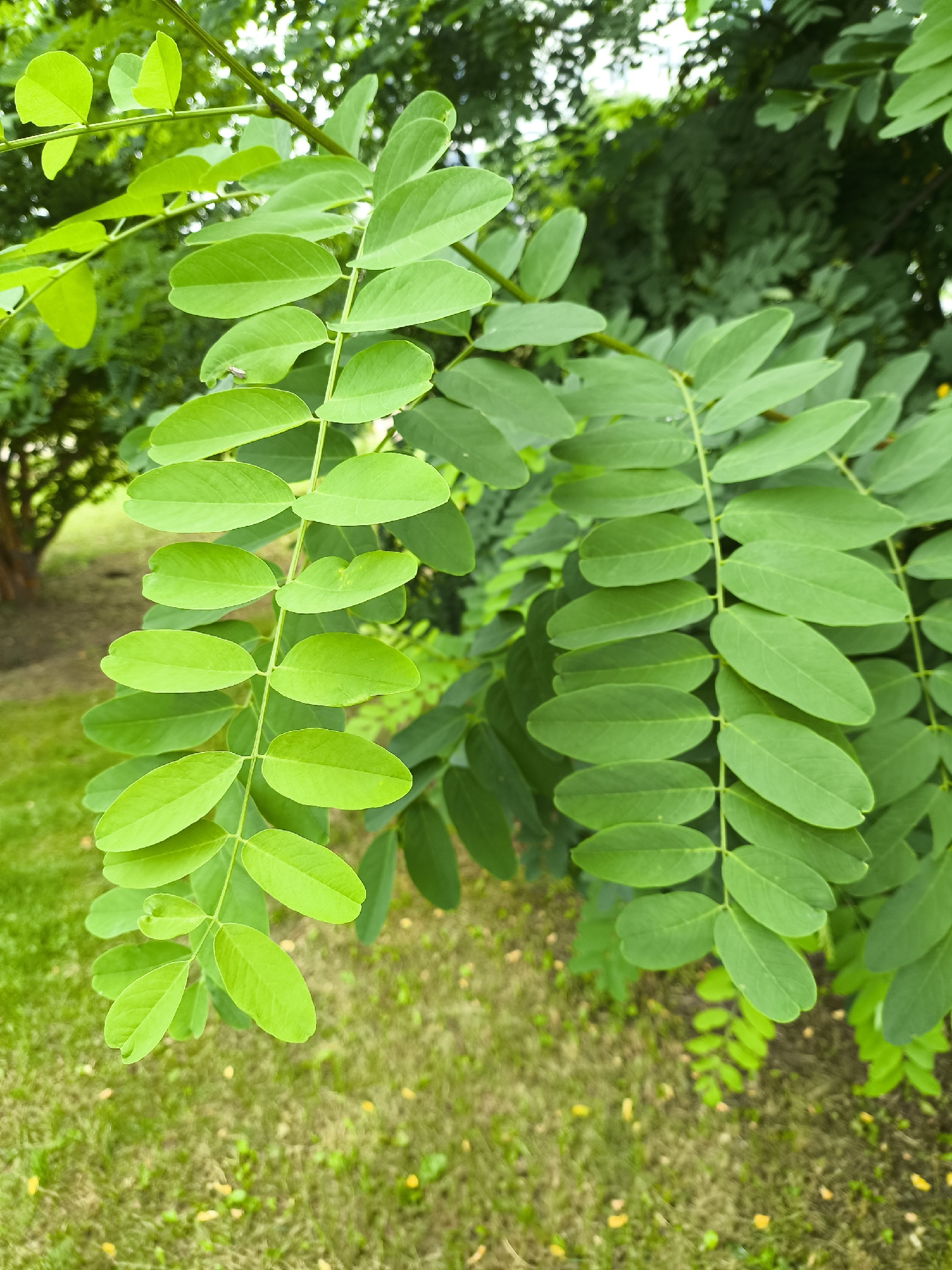 The image shows a close-up of compound leaves on a tree branch, with the background blurred to show more trees and a grassy area. The leaves are oval-shaped and arranged in pairs along the stem. The overall color scheme is dominated by various shades of green, with hints of brown and yellow in the background grass. The lighting suggests it is daytime, possibly overcast, as there are no strong shadows. There are no people, animals, or visible structures in the image. The scene is a natural outdoor environment, likely a park or garden.