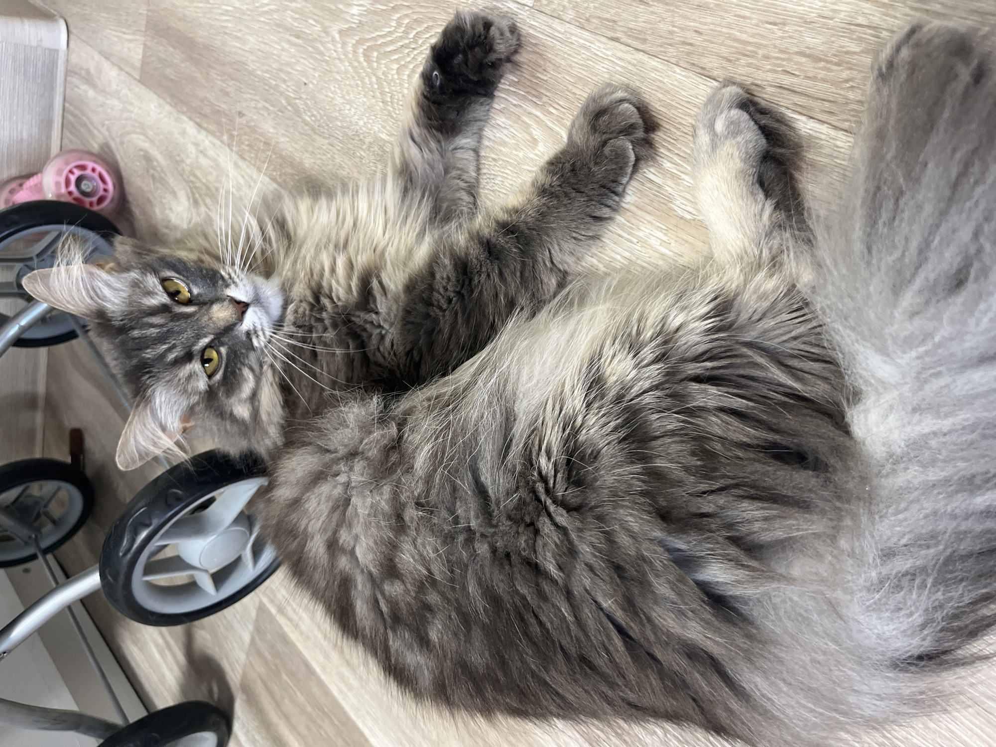 In an indoor scene, a long-haired gray tabby cat with yellow eyes lies on a light-colored wooden floor. The cat is resting on its side, with its paws extended. Behind the cat, a portion of a stroller with black and white wheels is visible, as well as a pink-wheeled toy. The background is out of focus. The image was taken in an unknown location.