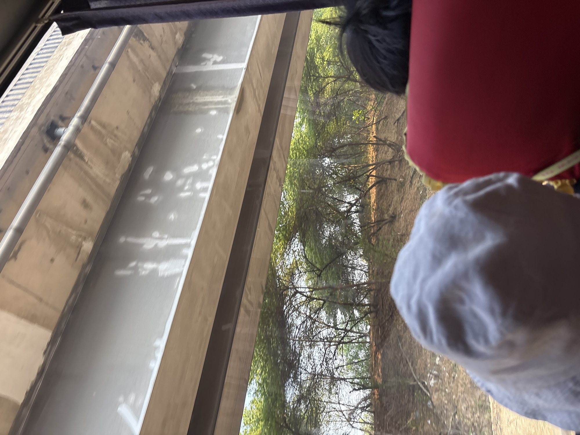 The image captures a view from inside a vehicle looking outwards through a window. The foreground is dominated by the back of two vehicle seats. The seat on the left is covered with a white fabric, possibly a headrest or a cushion. The seat on the right is a vibrant red. Behind these seats, a dense cluster of trees with green foliage and bare branches is visible, suggesting an outdoor environment with a lot of vegetation. Above the trees, a large concrete structure, likely an overpass or bridge, is prominent. The concrete beam of the structure shows some irregular white markings, possibly reflections or imperfections. The overall lighting indicates daytime, with sunlight filtering through the trees. The context provided about the location being the city of Karawang, Indonesia, suggests this scene is likely observed from a road or highway with an elevated structure passing overhead, with natural surroundings visible between the elevated structure and the ground.