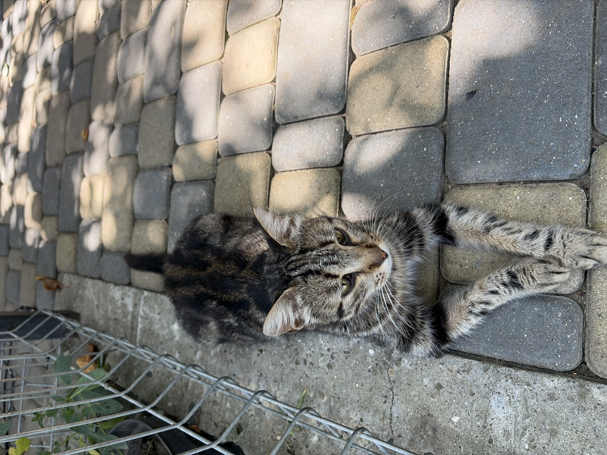 In Oxentea, Moldova, a tabby cat with black and brown markings lies on a cobblestone path, its front paws crossed. The cat's fur is a mix of grays, browns, and black, with distinctive striped patterns on its legs. Its green eyes are partially closed, and its whiskers are long and white. The cat is positioned in the middle of the frame, facing slightly to the right. To the left of the cat, a chain-link fence encloses a small patch of concrete and some greenery, including a potted plant. The cobblestone path is made up of rectangular stones in varying shades of gray and beige, with dappled sunlight and shadow cast upon it. The overall setting appears to be an outdoor area, possibly a yard or a walkway.