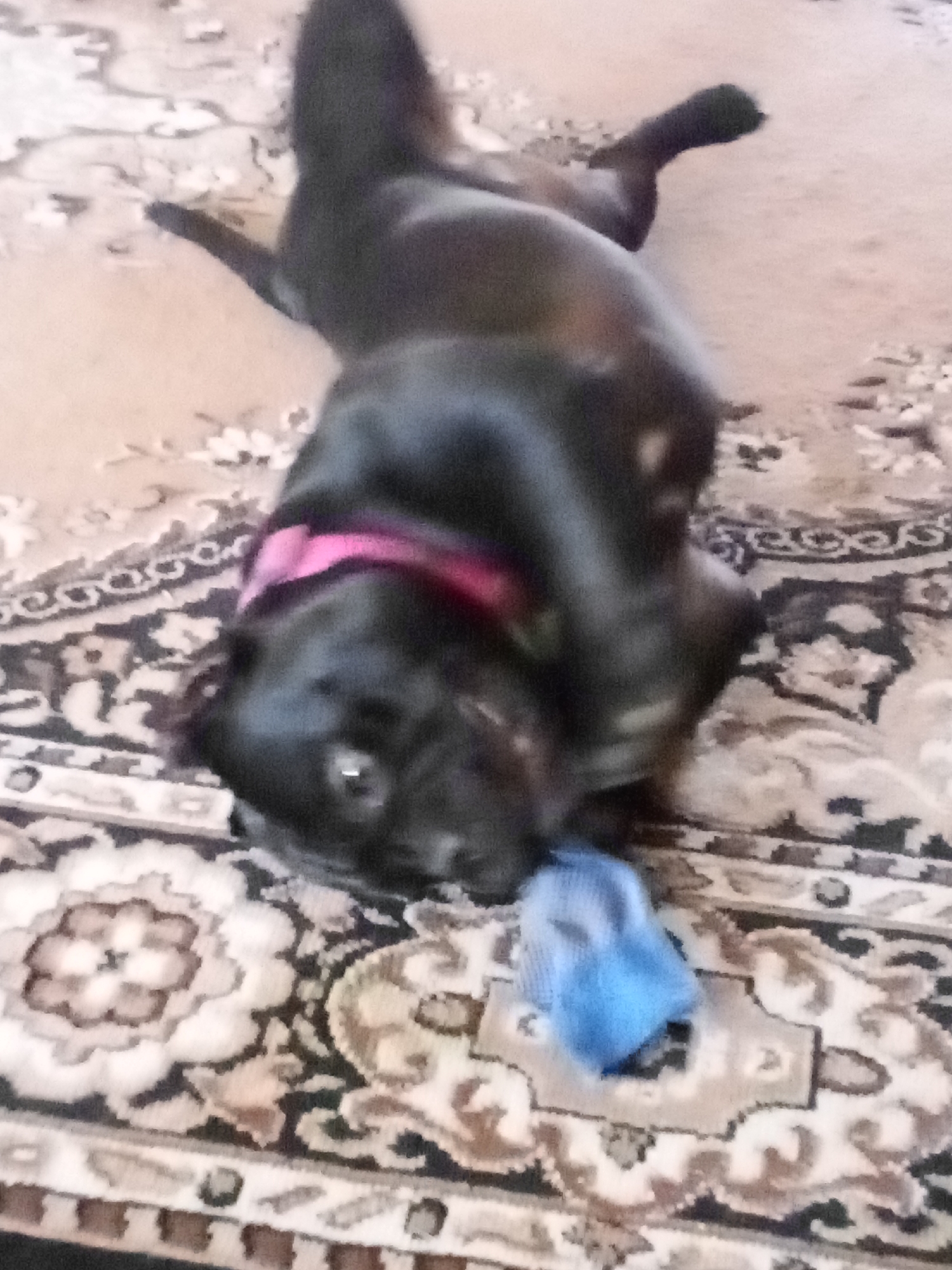 A black dog with a pink collar is lying on its back on a patterned rug. The dog's head is tilted back, and it appears to be playing with a small blue object. The rug has a complex floral design in shades of beige, brown, and black. The image is blurry and taken from a high angle. The location is not specified in the image or provided in the prompt.