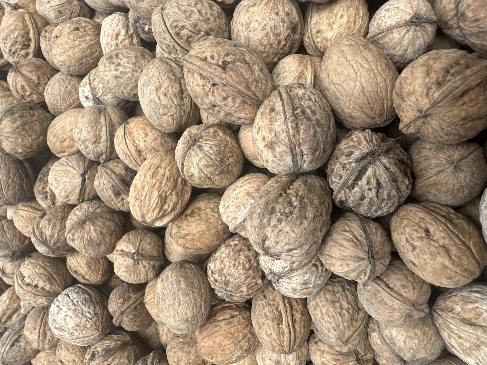 A close-up, overhead shot displays a dense pile of walnuts filling the frame. The nuts are a light to medium brown color with varying textures, some appearing smooth and others rough and deeply creased. The natural light illuminates the scene, casting soft shadows that highlight the contours of the shells. There are no people or animals visible, and the background is entirely composed of more walnuts. The setting is not identifiable as being within the city of Plesetsk, Russia, or any other specific geographical location.