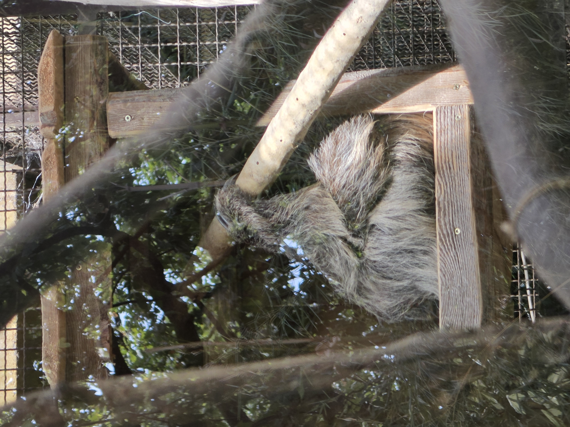 An adult sloth, its fur appearing grey and matted, is suspended from a wooden beam within an enclosure. The sloth is positioned on its back, with its hind legs and torso visible. It is clinging to a diagonal wooden branch. The enclosure features wooden structures and a wire mesh fence in the background. Green foliage and dappled sunlight are visible through the enclosure, suggesting an outdoor setting. The image appears to have been taken in the city of Bussolengo, Italy.