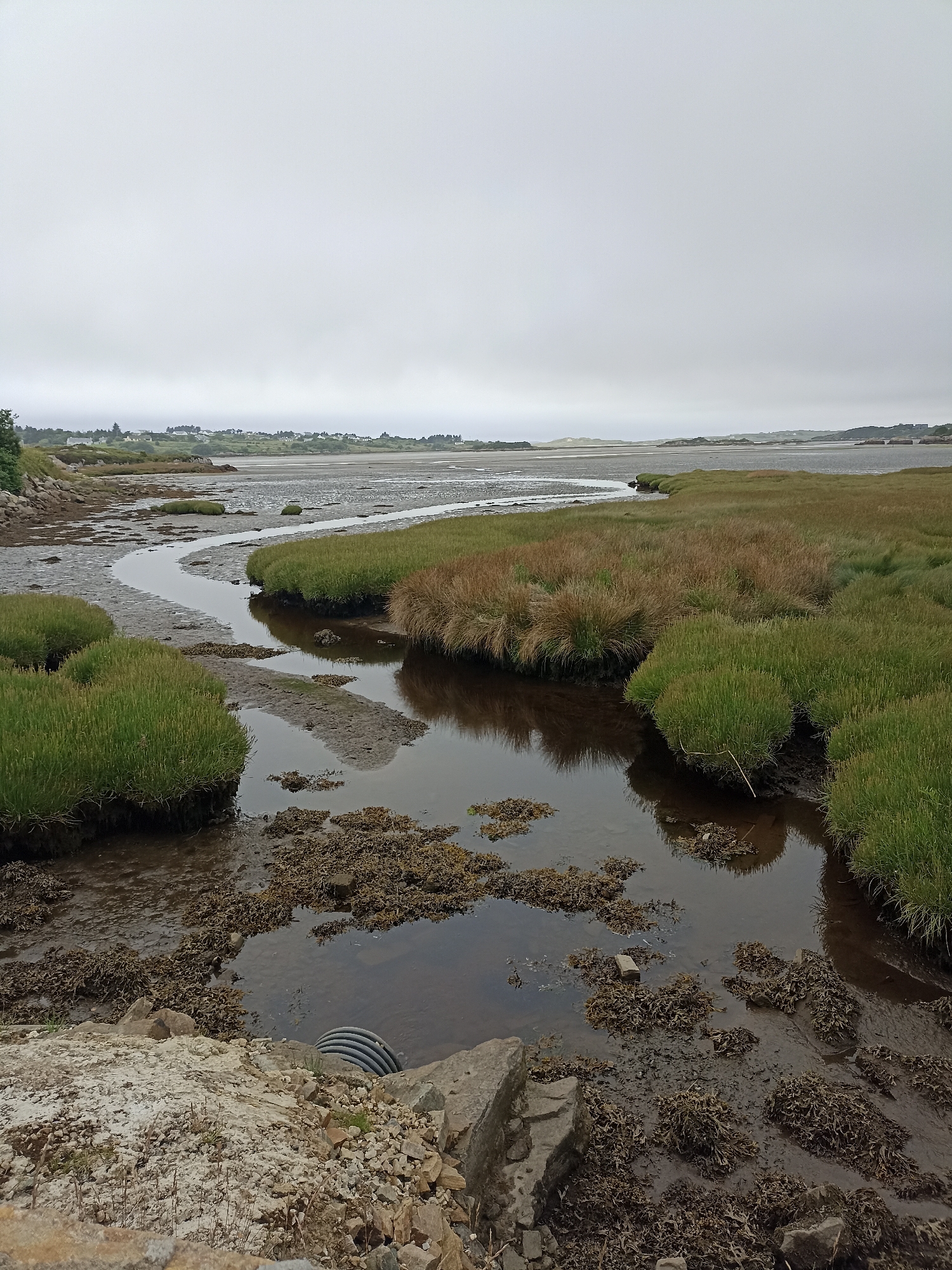 The image depicts a natural landscape with a tidal estuary in Annagry West, Ireland. The sky is overcast with a light gray hue. In the foreground, there is a muddy bank with rocks and a section of a corrugated pipe. The water in the estuary is shallow, reflecting the muted sky. Patches of brown seaweed are visible in the water and on the muddy bottom. Dense clumps of green and brown grasses line the edges of the estuary. In the middle ground, the estuary curves, with more grassy banks on either side. Further in the distance, a sandy area can be seen, leading to a low-lying coastline with scattered buildings and vegetation. The overall impression is of a serene, natural coastal environment under a cloudy sky. There are no people or animals visible in the image.