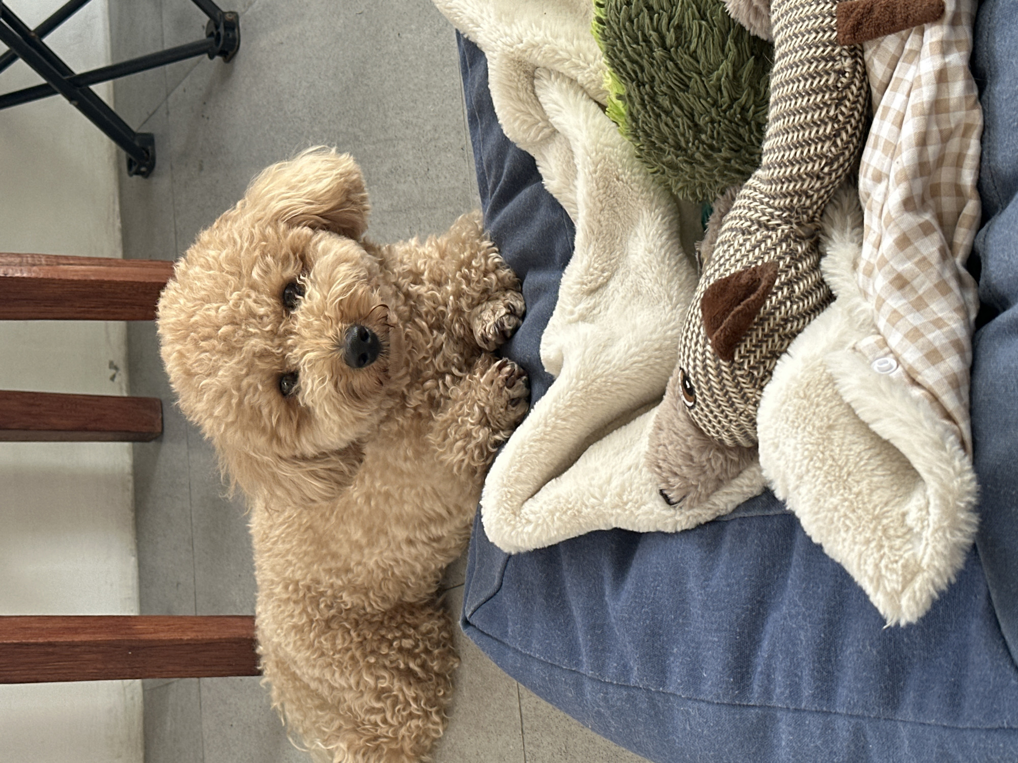 A tan poodle dog with tightly curled fur is situated to the left of a blue fabric cushion. The dog is looking up and to the left. Next to the dog, on the cushion, lies a light-colored blanket, a green textured item, and a stuffed animal featuring brown and tan patterns. Part of a metal chair is visible in the upper left corner of the image, and a small wooden step or stool is also present in the lower left corner. The setting is North Kuta, Indonesia.