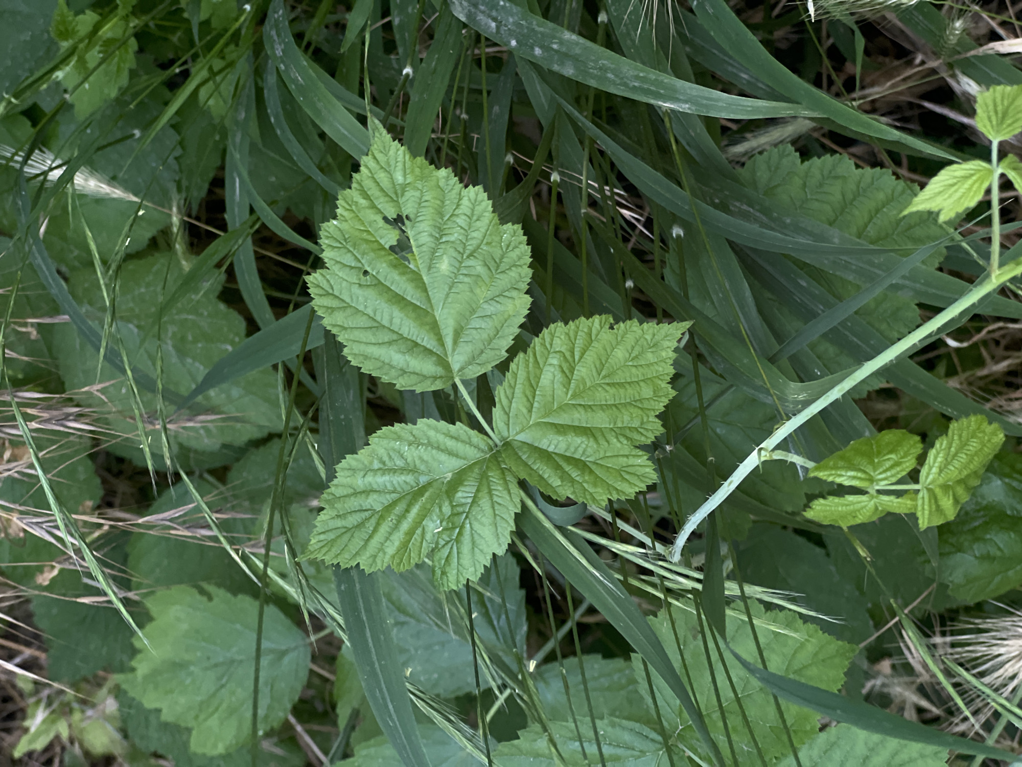 The image displays a close-up view of vibrant green raspberry leaves and stems, interspersed with blades of grass and other foliage. The leaves are serrated along the edges and show signs of natural wear, with small holes in one leaf. A thin, light-green stem with small thorns curves from the right side of the frame, supporting a cluster of three small, bright green leaves. The background is a blur of varying shades of green, suggesting a dense natural environment, possibly a forest floor or overgrown garden. The lighting appears soft and natural, hinting at an overcast day or shaded area. There are no people or animals visible, and no text is present in the image. The overall impression is one of lush, natural growth in a temperate outdoor setting. The location context provided is Bârnova, Romania.