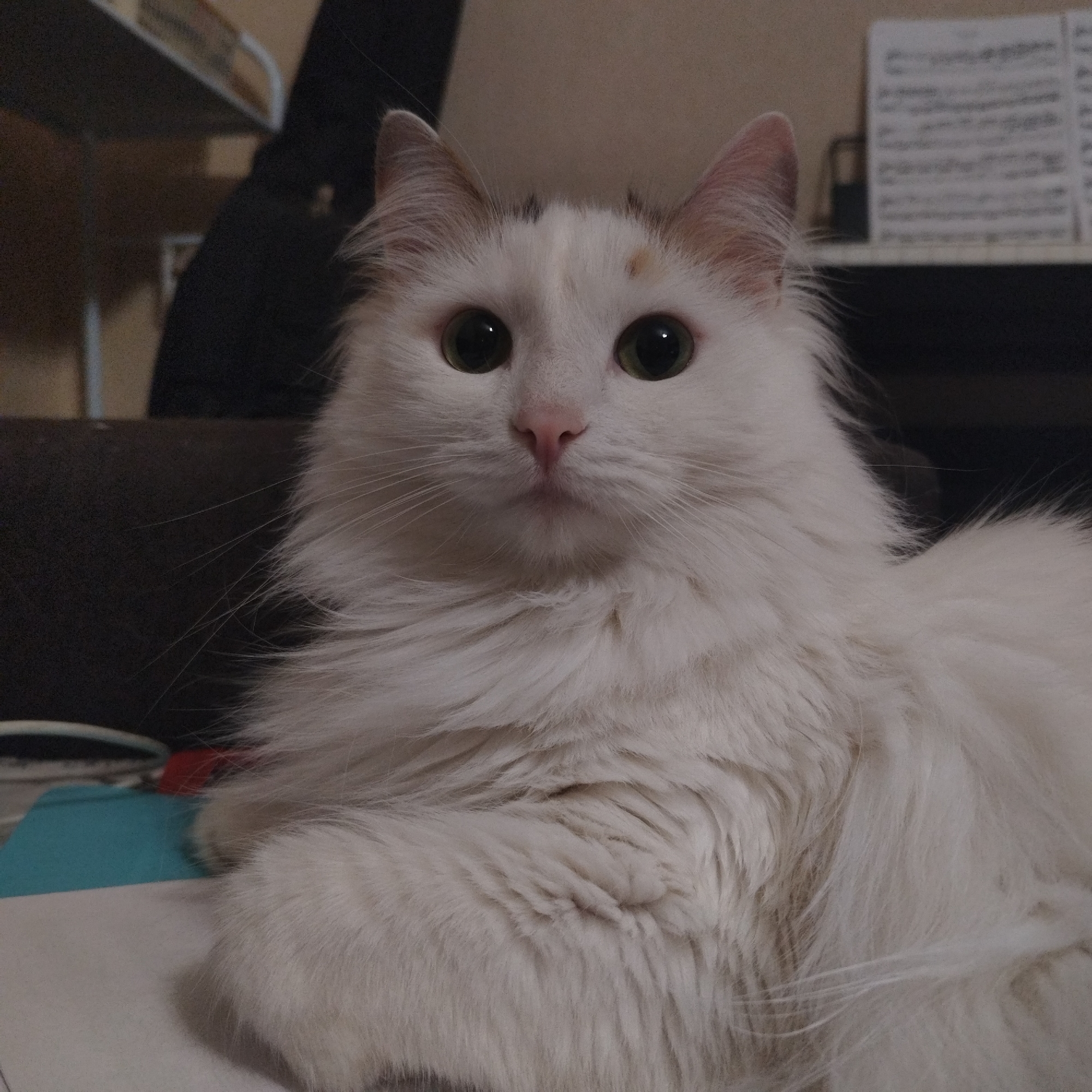 A medium shot captures a fluffy, predominantly white cat lying on what appears to be a white surface, possibly a sheet of paper or a table. The cat has green eyes and a pink nose, and its fur is long and flowing. In the background, there is a dark-colored object, likely a piece of furniture, and a partially visible shelf. There is also sheet music visible in the background. The photograph's precise location in Yekaterinburg, Russia, is not determinable from the provided image alone.