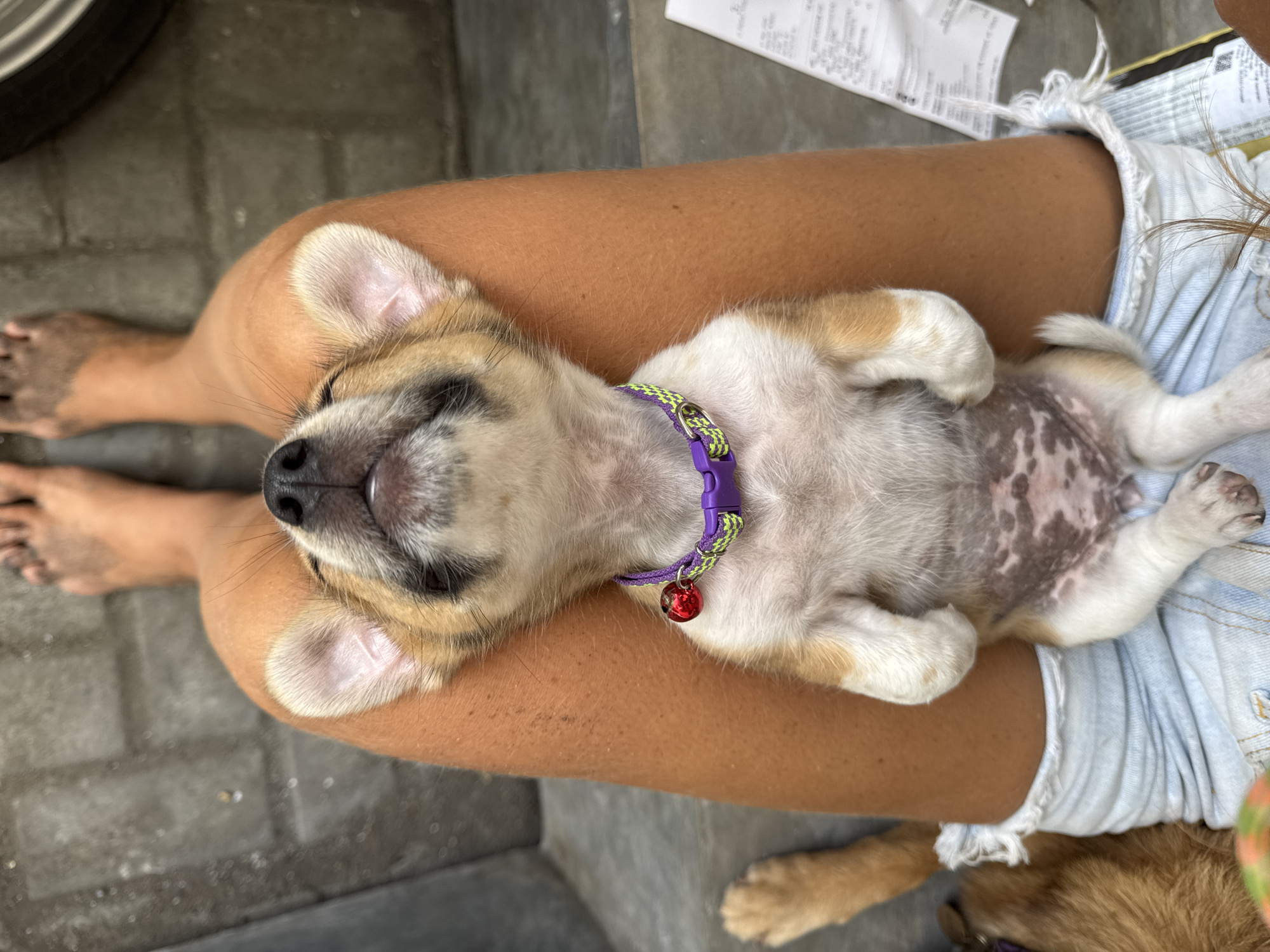 An overhead shot captures a peaceful moment between a person and a puppy, likely outdoors in Kediri, Indonesia. The main subjects are the person's legs and a small, light brown and white puppy.
The person is seen from the waist down, wearing light-colored, possibly denim, shorts with frayed edges. Their legs are tanned, and their bare feet, visible at the bottom left, appear slightly dusty or muddy, suggesting recent outdoor activity.
The puppy is lying on its back across the person's thighs, appearing completely relaxed or asleep. Its face is tilted upwards, with a slight "smile" visible on its snout, indicating contentment. The puppy's fur is a mix of light brown on its head, ears, and patches on its body, with the majority of its belly and chest being white. Its belly has distinct dark spots. Around its neck, it wears a brightly colored collar, half purple and half lime green, with a small, red, bell-shaped charm attached.
The background shows grey, block-paved ground or concrete. To the top right, some crumpled white papers with illegible text are scattered on the ground next to the person's leg. The overall impression is one of comfort, affection, and relaxation in a warm, outdoor environment. The natural lighting suggests it is daytime.
