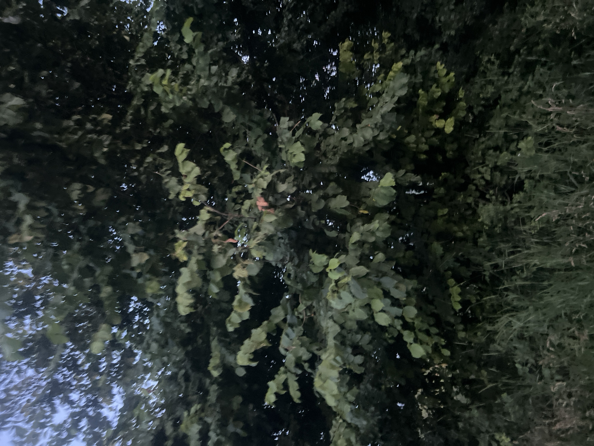 The image shows a dense canopy of green leaves from a tree, with some areas appearing dark and others lighter where light filters through. The leaves are varied in size and shape, creating a textured surface. In the lower part of the image, tall, wispy grass and other green foliage are visible, suggesting an outdoor setting. The overall impression is of a natural environment, possibly a park or a wooded area. The specific location in Bârnova, Romania, is not visually evident from the image itself but is provided as contextual information. There are no people, animals, or distinct objects that indicate a specific action or interaction. The lighting suggests it might be late afternoon or early evening, given the dim illumination and dappled light.