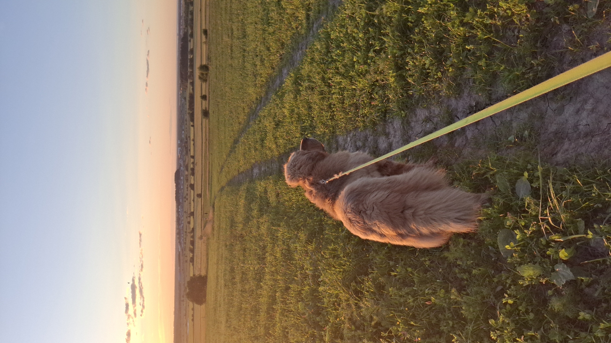 A long-haired, fluffy brown dog lies on its side on a grassy path. The dog is on a leash, which is a bright yellow strap. The dog is facing away from the camera, towards a field of golden grass that stretches into the distance. The sun is setting, casting a warm, golden light across the scene. The sky is a gradient of soft blues and oranges, with a few wispy clouds. The overall mood is peaceful and serene. There is no visible text in the image.