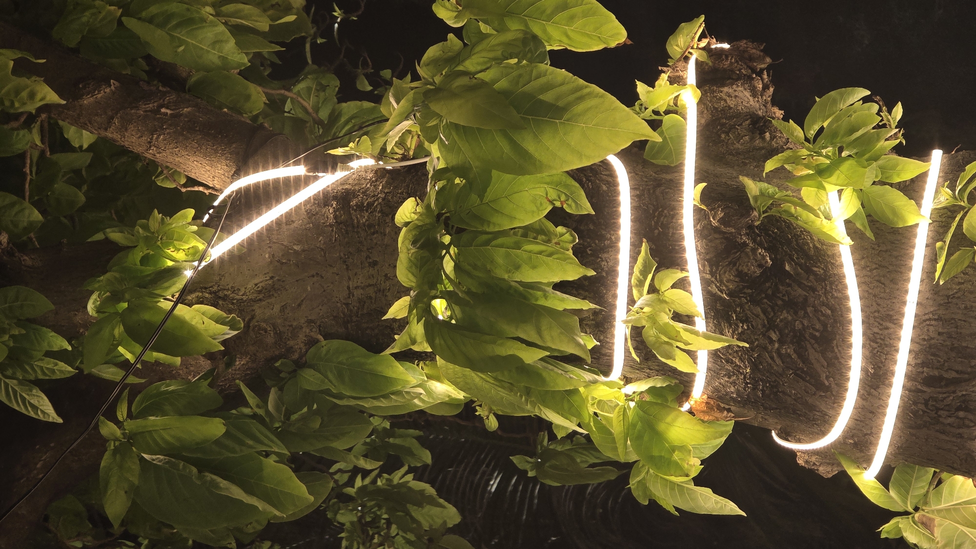 An eye-level, close-up shot shows a tree trunk and branches adorned with LED strip lights, set against a dark background, most likely at night. The lights are placed vertically along the tree trunk, casting a warm glow. Green foliage is interspersed throughout the branches, obscuring parts of the tree and lights. The bark of the tree appears rough and textured. Thin black cables running along the trunk show the source of the lights. The location is in the city of Nha Trang, Vietnam.