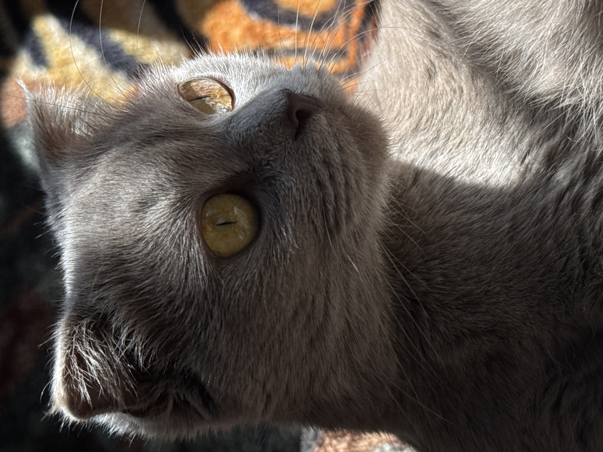 A grey cat with yellow eyes lies upside down on a patterned surface. The cat's face is angled towards the viewer, with its nose and mouth in shadow. Sunlight illuminates the fur on its face and neck. The background is blurred and shows an orange and brown pattern.