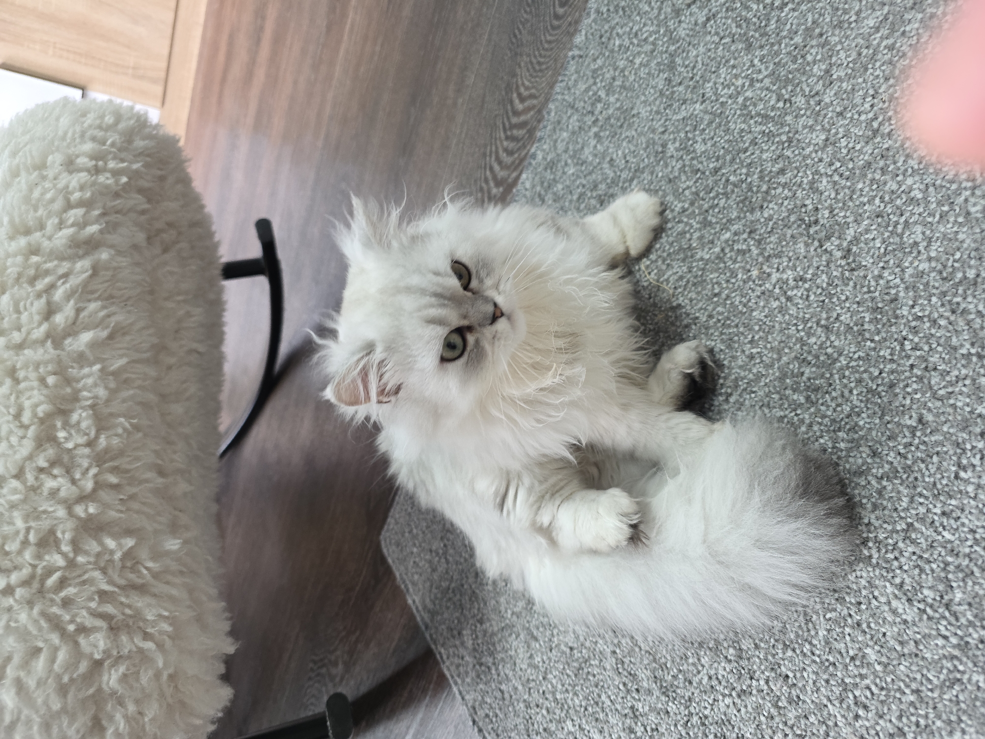 A fluffy white Persian cat with green eyes is sitting on a grey carpet. The cat is looking to the right of the camera with a slightly annoyed expression. Its tail is curled around its body. In the background, a portion of a white fuzzy chair and a wooden floor are visible. The scene is indoors, on a carpeted floor in what appears to be a residential setting. No specific location in Novocheboksarsk, Russia is identifiable.