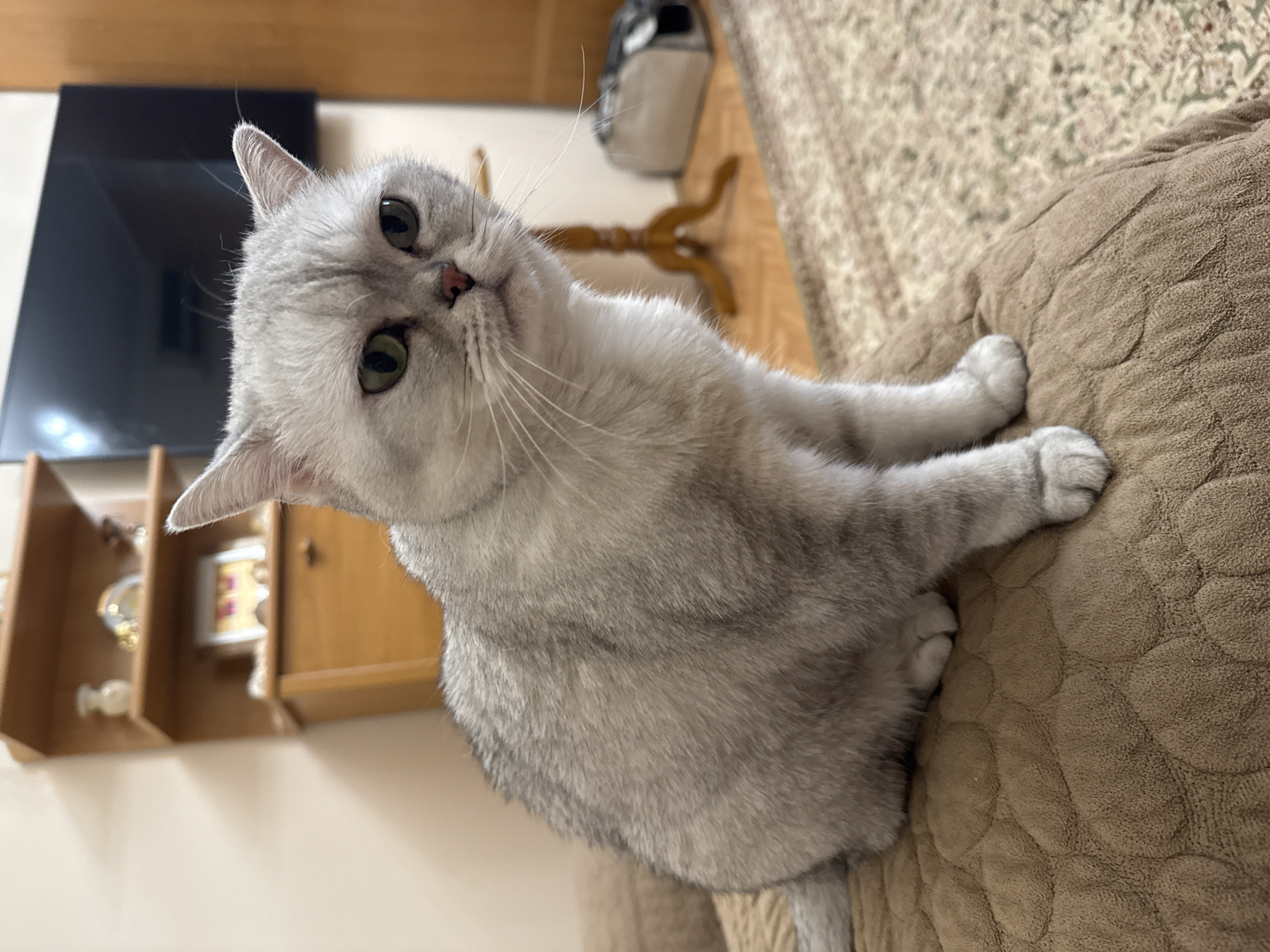 A medium shot captures a fluffy, silver-grey cat with green eyes sitting on a textured, light brown couch. The cat is facing the viewer, with its body angled slightly to the left. Its ears are perked, and it has a serious expression. The background reveals a room with wooden furniture, including a shelf unit and a cabinet, and a patterned rug on the floor. A television screen is visible on the wall behind the cat. The scene appears to be indoors, likely in a residential setting within Bishkek City, Kyrgyzstan.