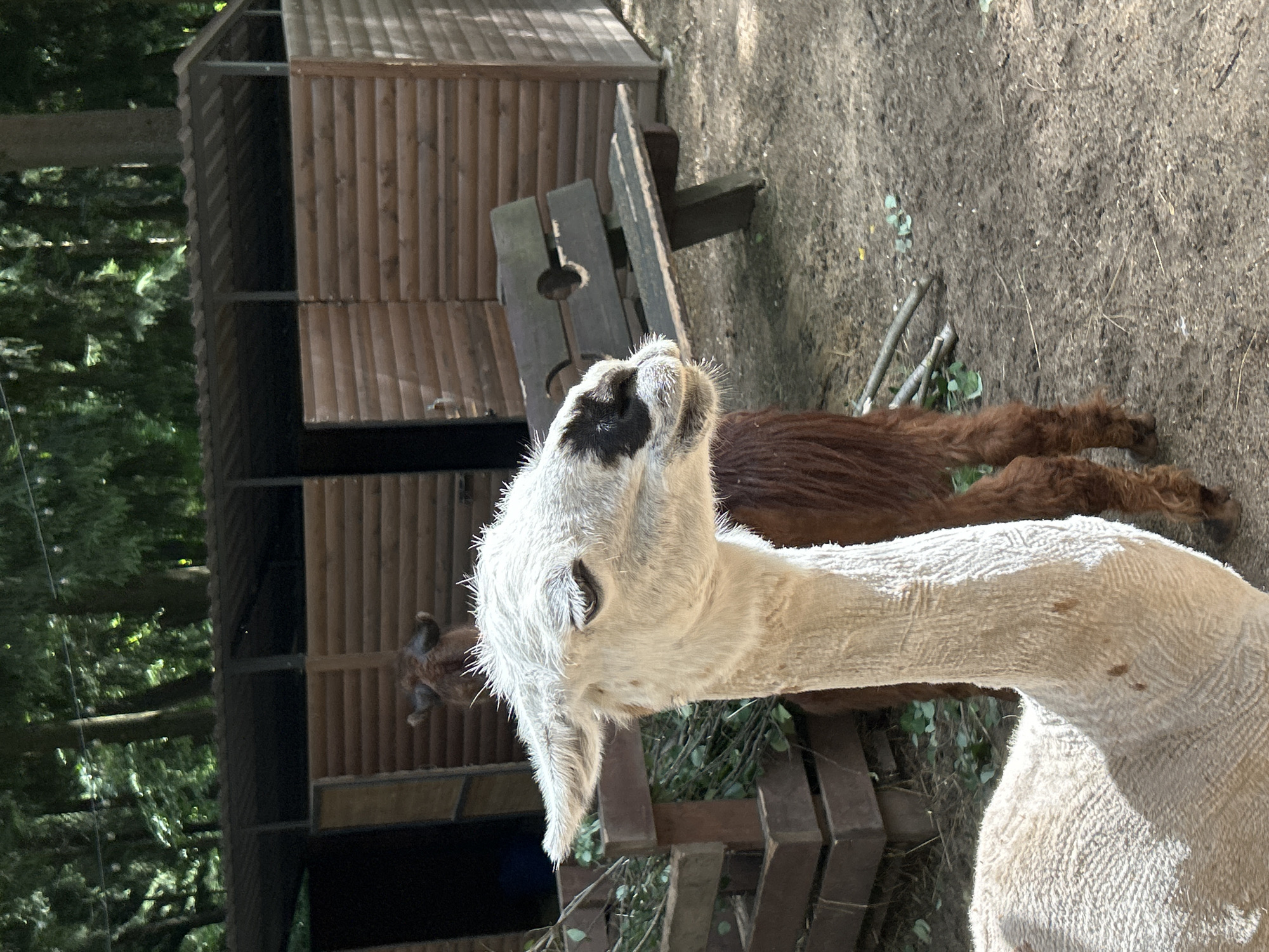 An image captures two alpacas in what appears to be an outdoor enclosure. The alpaca in the foreground is white with dark markings around its eyes and a lighter, shorn neck showing distinct ribbed patterns. Its head is turned to the right, with its ears perked. Behind it, a brown alpaca stands partially obscured. The background features a rustic wooden structure, possibly a stable or shelter, with multiple doors. A wooden bench with carved circular openings is positioned in front of the structure. The ground is a mix of dirt and small stones, with some dry leaves and twigs scattered around. Green foliage is visible in a wooden feeder to the left and growing in patches on the ground. Tall trees form a dense backdrop, suggesting a location with significant vegetation. The overall scene is one of an animal habitat, likely a farm or a zoo enclosure, bathed in natural light. The presence of this scene in Vnukovo, Russia, indicates it is a snapshot from a location within that area.