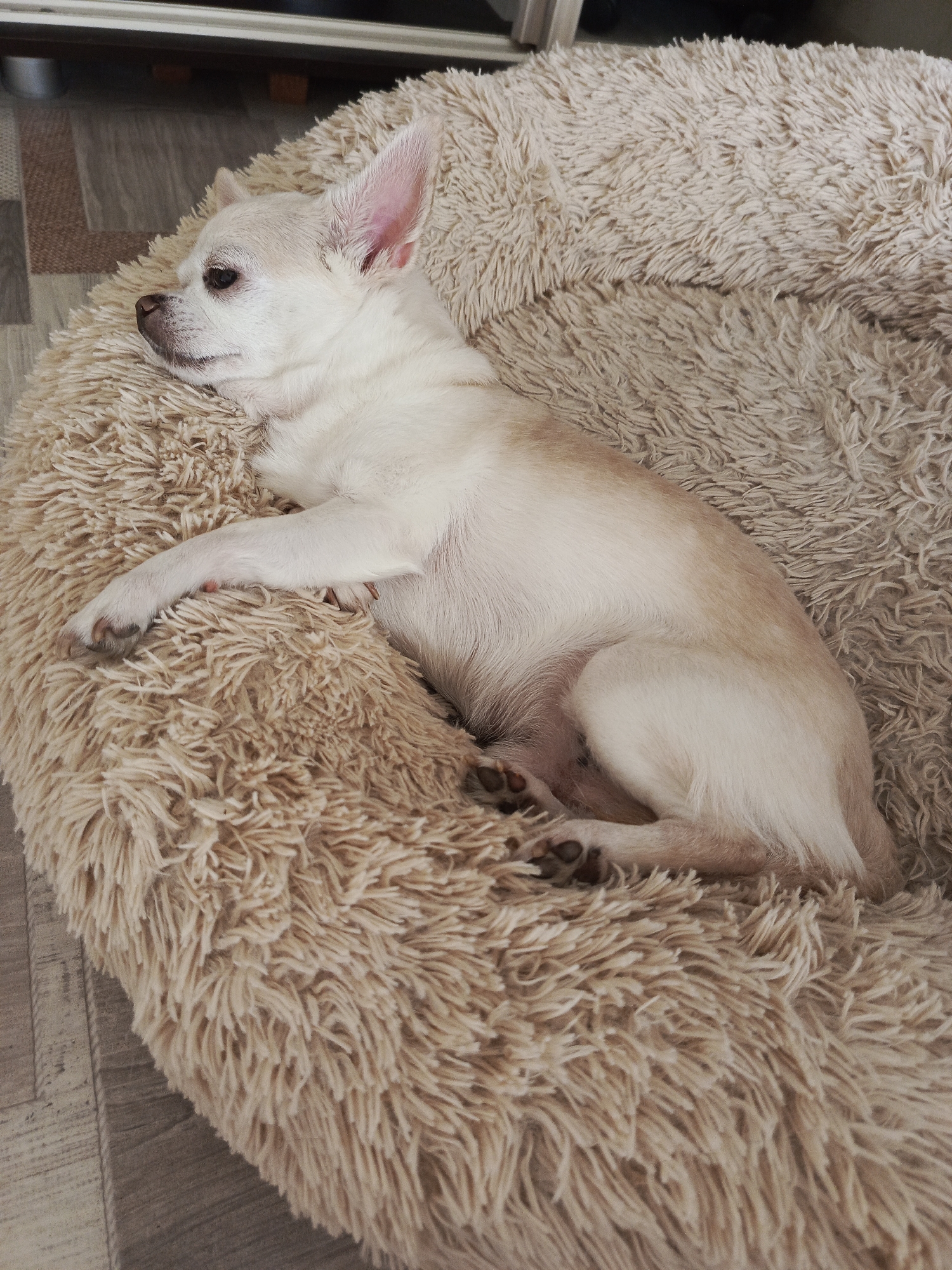 A light-colored chihuahua dog is curled up and resting on a fluffy, beige dog bed. The dog is lying on its side, facing left, with its eyes closed and its head resting on its paws. Its fur is short and appears to be a creamy white with some tan markings on its ears and back. The dog bed is round and plush, made of long, shaggy fibers that create a soft, inviting surface.
The background of the image shows a wooden floor with a subtle grain pattern and a glimpse of a dark object, possibly furniture, at the top of the frame. The lighting suggests it is daytime, with natural light illuminating the scene. The overall mood is peaceful and relaxed, as the dog appears to be comfortably sleeping. The image was taken in Lesnoy, Russia. There is no visible text in the image.