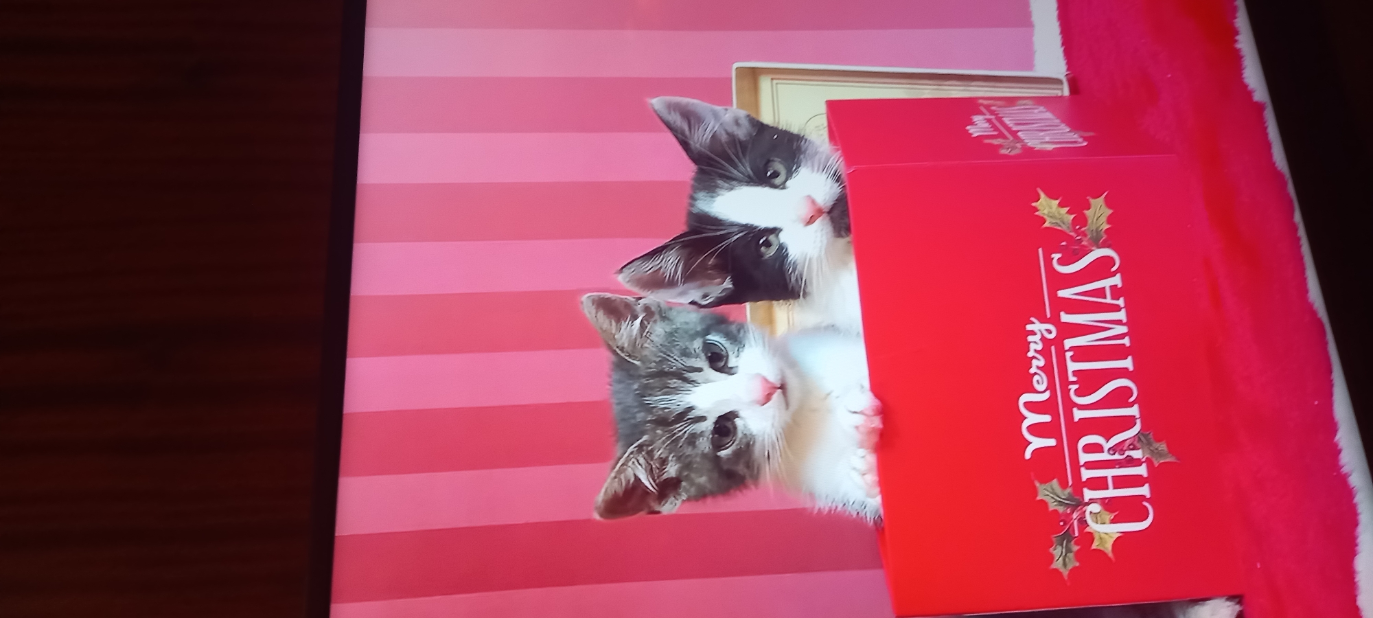 The image shows two kittens peeking out of a red box that says "Merry Christmas." The background is pink and white stripes. The kittens appear to be in a domestic setting. There is no information in the image to suggest a location in Kryvyi Rih, Ukraine.