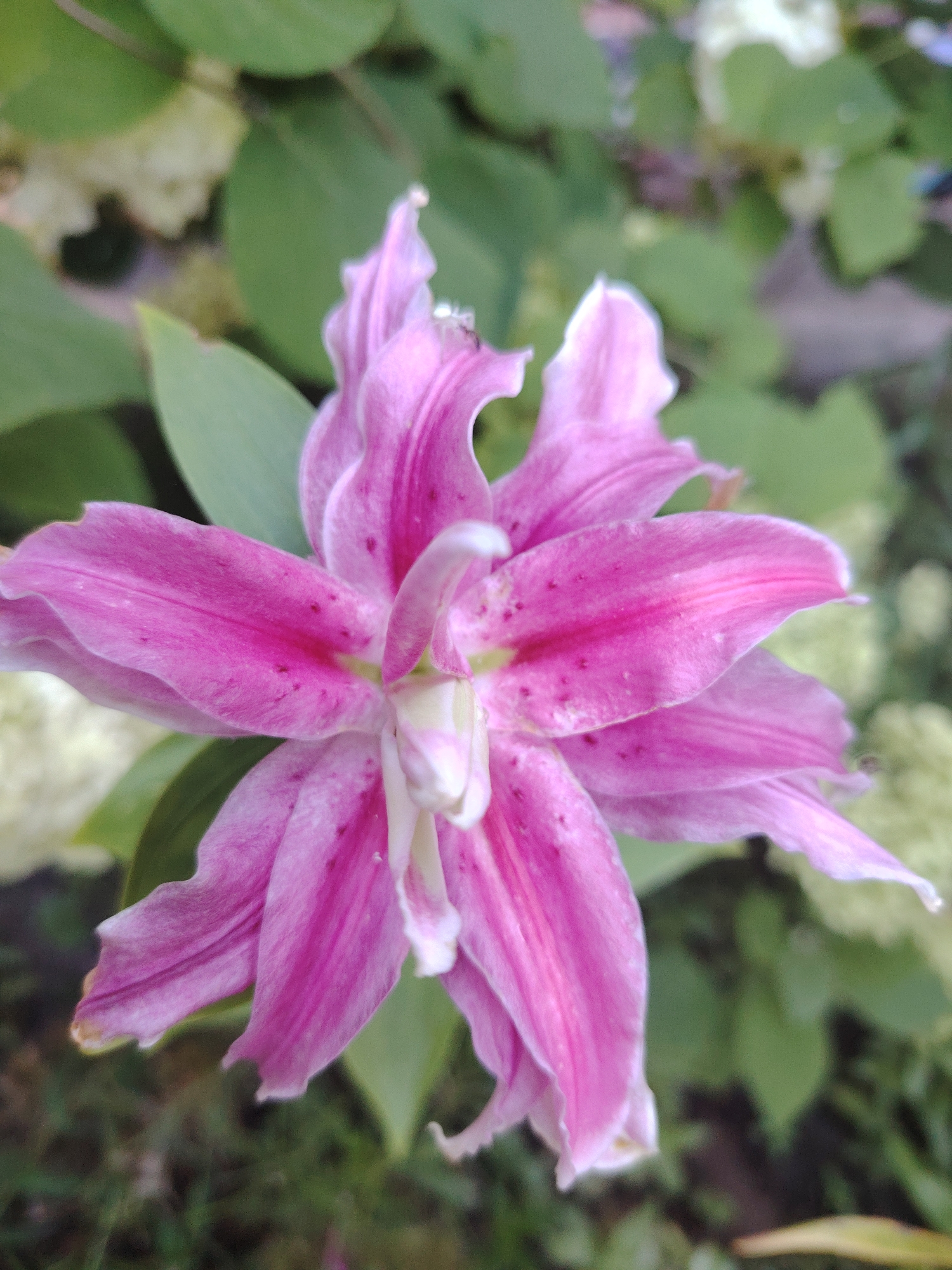 A close-up, overhead shot shows a vibrant pink lily bloom with delicate, ruffled petals. The flower is in full bloom, with its multiple layers of petals creating a complex, almost architectural structure. The center of the flower reveals lighter pink and white hues, with subtle speckling of dark pink on some of the outer petals. The background is a blur of green foliage and lighter, out-of-focus flower clusters, suggesting a garden setting. The lighting appears natural and soft, highlighting the texture and color of the lily. The image appears to have been taken in an outdoor environment, possibly a garden or park, in Ukraine, although the specific city is unknown. There are no people or animals visible in the frame.
