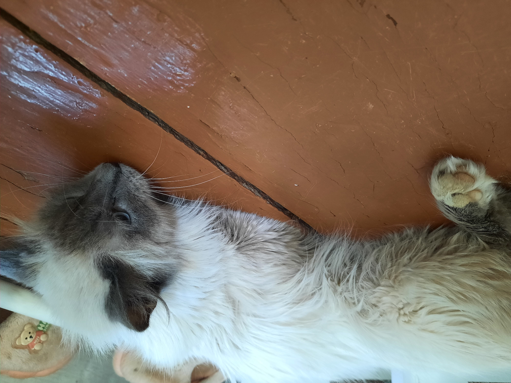The image displays an indoor scene in Krasnogorskoye, Russia. A long-haired cat, exhibiting white to cream body fur with distinct grey "seal point" markings on its face, ears, and paws, is positioned resting on a reddish-brown wooden floor. The cat's head is lowered onto the surface, its face oriented slightly right of the frame, with its light blue eyes partially discernible. Prominent long, white whiskers extend from its muzzle. A single front paw, displaying cream-colored fur and visible pinkish-brown paw pads, is situated in the lower left portion of the image. The wooden floor is constructed of wide planks, presenting visible grain, scuff marks, and fine cracks along its surface. In the blurred background, a light-colored, soft object, consistent with a slipper or a plush toy, is partially visible and features a small teddy bear appliqué.