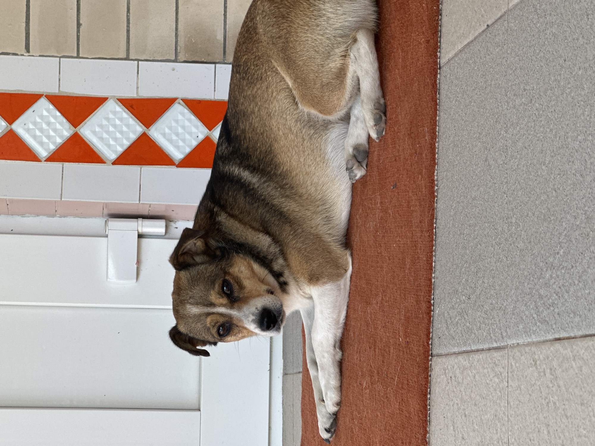 A medium-sized dog with brown and tan fur is lying on an orange rug in front of a white door. The dog is facing left, with its head turned towards the camera. Its eyes are dark and its ears are perked up. The rug is placed on a tiled floor. Behind the dog, there is a decorative tiled wall with orange and white diamond patterns. The scene appears to be outdoors, possibly in front of a house. The lighting suggests it is daytime. The location is identified as Makiv, Ukraine.