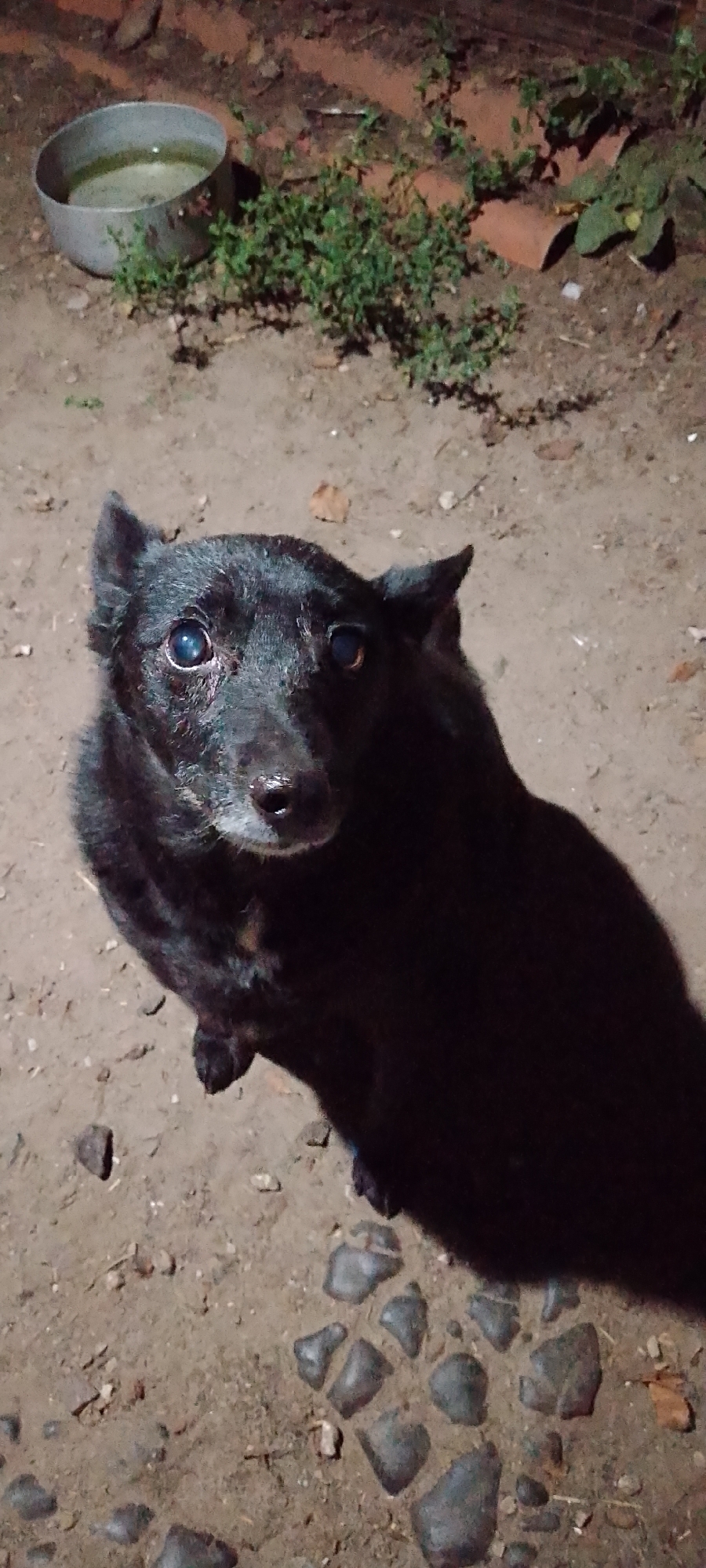 A black dog with light blue eyes is looking up at the camera. The dog is sitting on the ground, which is made of dirt and small stones. To the left of the dog is a metal bowl with some water in it, and some green plants are growing near the bowl. In the background, there are some red bricks and more green plants. The scene appears to be outdoors, likely in a yard or alleyway, possibly in the city of Belgorod, Russia given the context. The lighting suggests it is either dusk or nighttime, with a light source illuminating the dog from above. There are no people visible in the image.