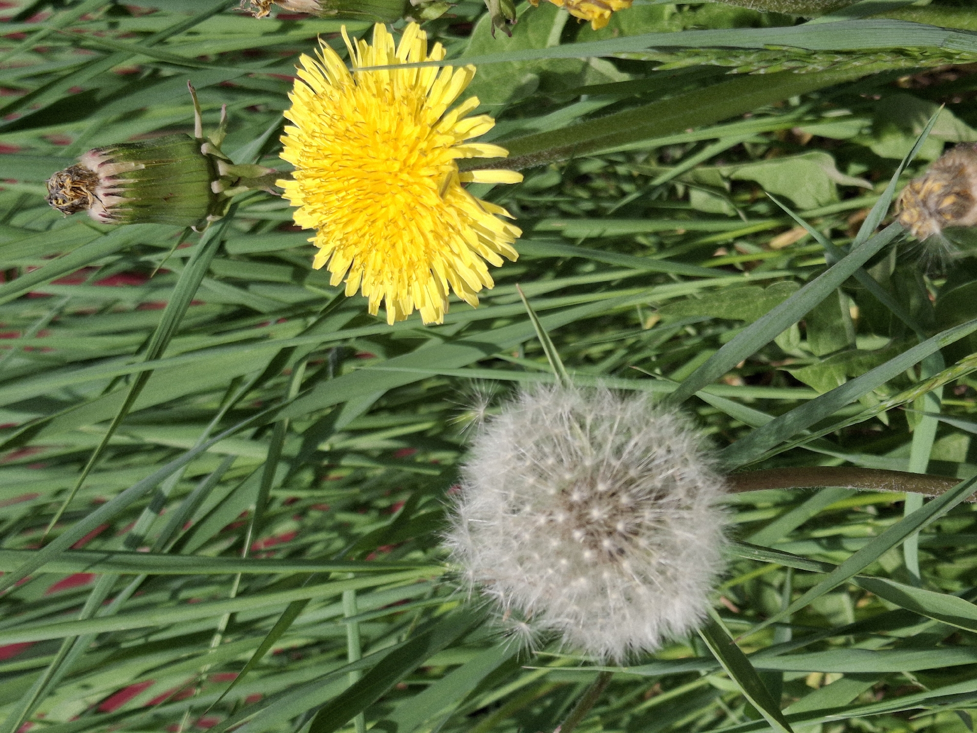 The image shows a cluster of dandelions in varying stages of life, set against a backdrop of green grass. One dandelion is in full bloom, showcasing its bright yellow petals. Another dandelion is in its seed head stage, a spherical, white puffball. A third dandelion is in the bud stage, its green sepals tightly enclosing the developing flower. The grass blades are long and narrow, creating a dense undergrowth. The location of the image, Chaikovsky, Russia, is information not discernable from the visual content alone.