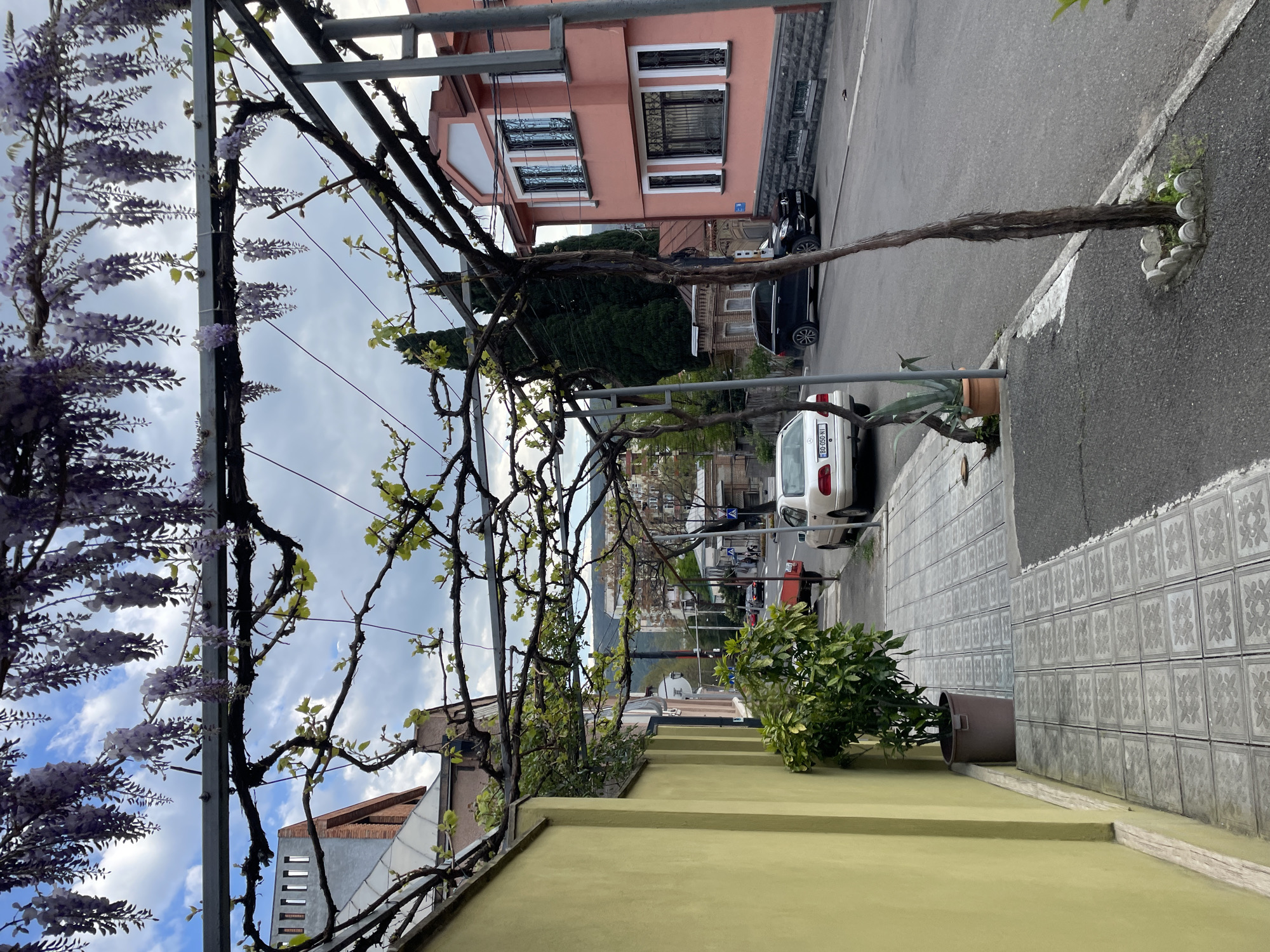 The image presents a street scene in Tbilisi, Georgia, viewed through a wisteria-covered trellis. A light yellow wall runs along the bottom of the frame. Above the wall and slightly to the right is a sidewalk paved with decorative square tiles. The street beyond the sidewalk is lined with parked cars, including a white Mercedes with a visible license plate. Buildings are visible in the background, including a pink building with white-framed windows. The sky is cloudy. The primary subject is the trellis, adorned with wisteria in bloom on the left side. The vines of the wisteria extend across the frame, partially obscuring the background scene. There is a thick, seemingly woody trunk which disappears through a hole in the sidewalk. A potted shrub sits to the right of the frame. The overall impression is of a residential area.