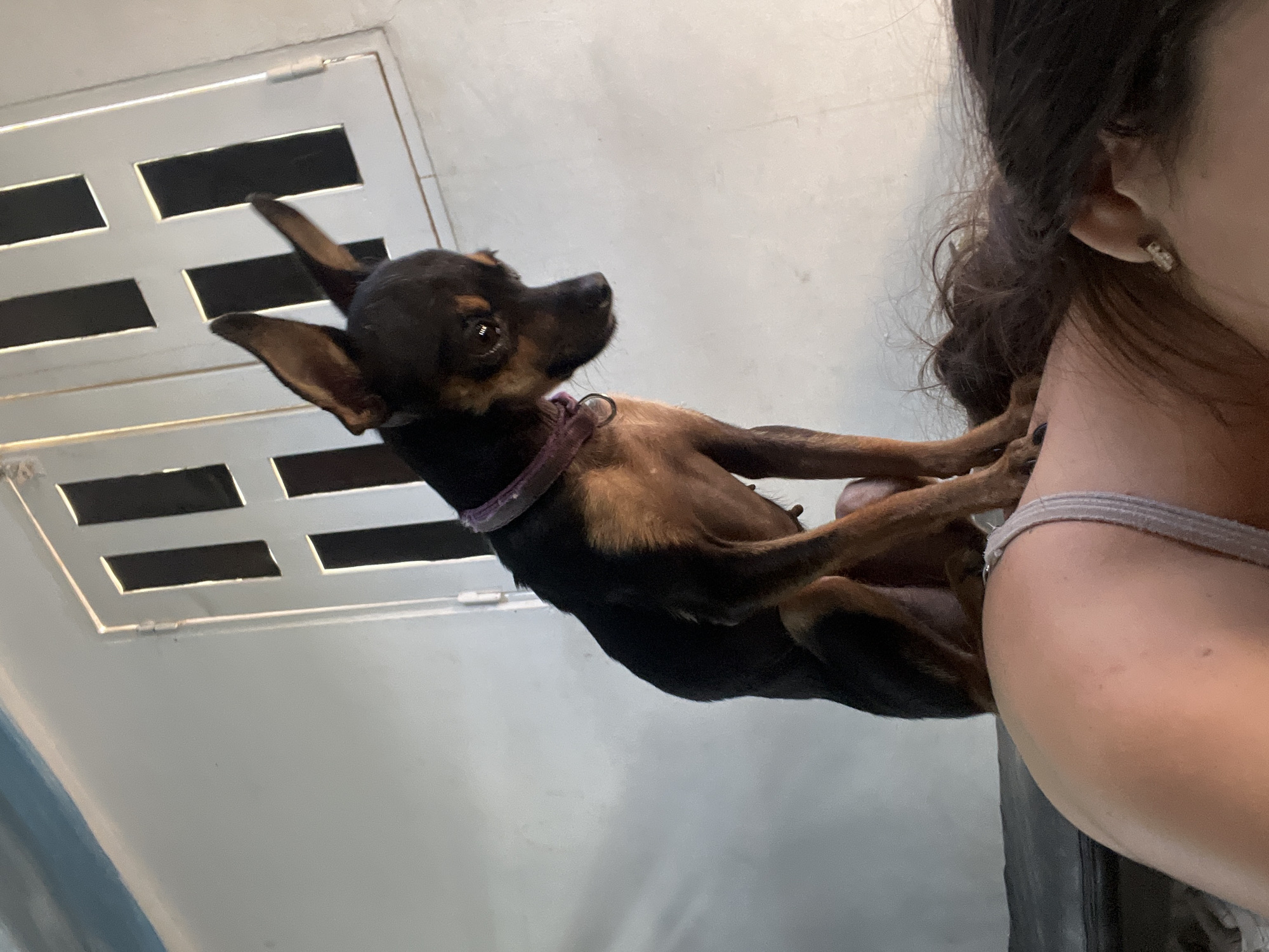 A miniature pinscher dog with black and tan fur and large ears sits on the back of a person's head, facing to the right. The dog is wearing a purple collar. The person is lying down, with their dark hair spread out. In the background, a white wall and a white window with dark rectangular panes are visible. The scene appears to be indoors, possibly in Juan Griego, Venezuela.