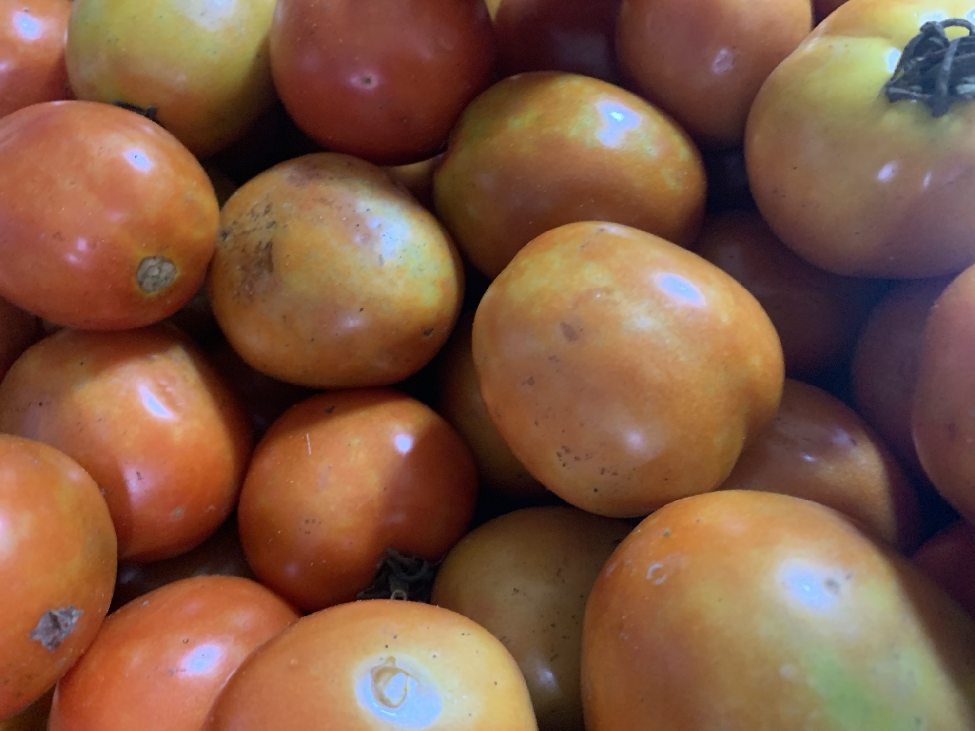 A close-up, overhead shot shows a pile of ripe tomatoes. The tomatoes are a mix of red, orange, and yellow hues, with some showing slight green tinges. They are of various sizes and shapes, but most are oval or round. The skin of the tomatoes is smooth and glossy, reflecting the light. Some tomatoes have visible blemishes or small dark spots, while others are perfectly unblemished. The stems and calyxes of some tomatoes are visible, adding to the natural appeal of the produce. The overall impression is one of freshness and abundance.