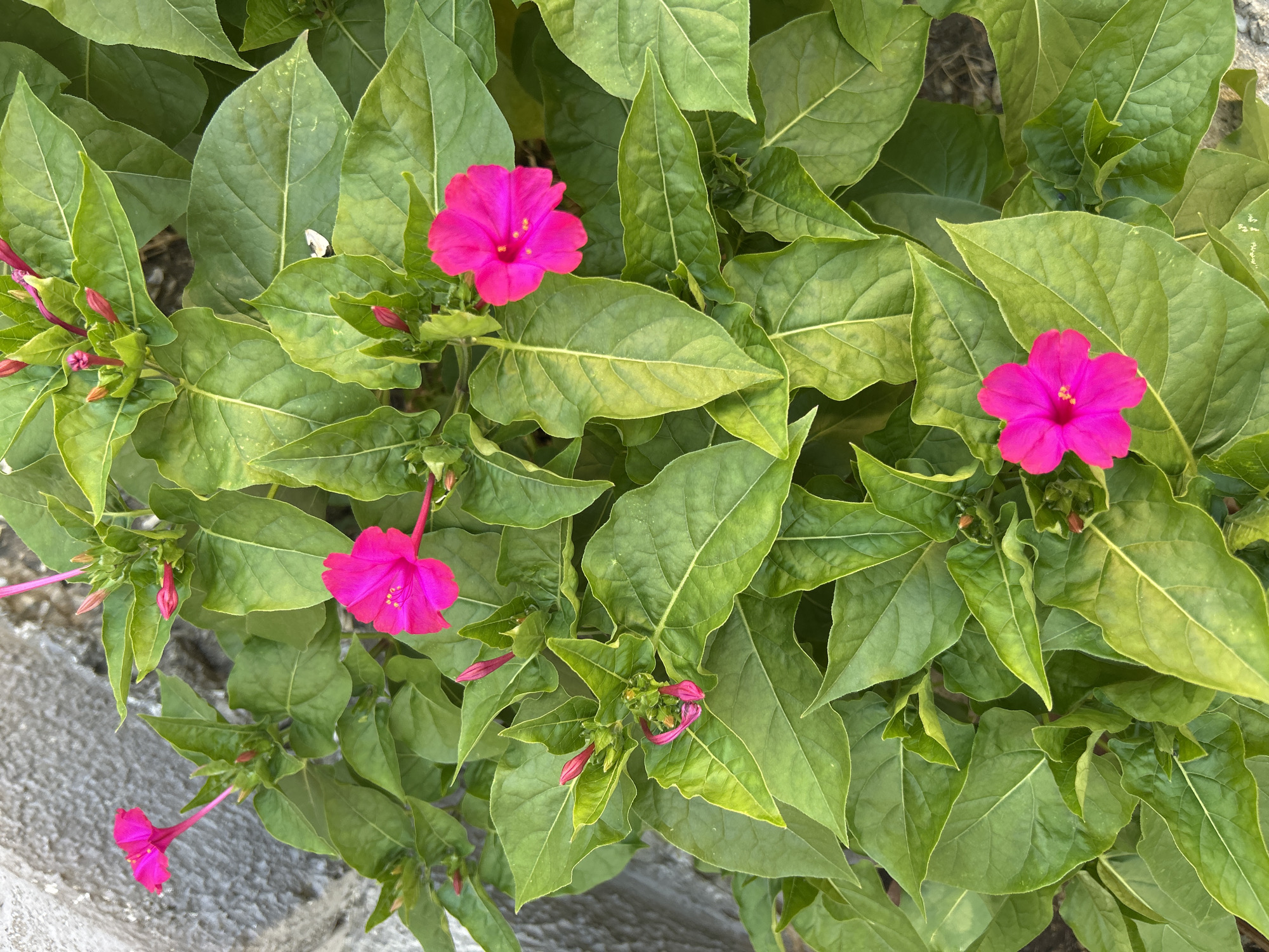 This image captures a cluster of vibrant pink flowers, likely Mirabilis jalapa or "Four o'clock flowers," growing amidst lush green foliage. The flowers exhibit a trumpet-like shape with five petals and a prominent yellow center. Several unopened buds, colored a deep pink, are visible, suggesting the plant is in full bloom. The leaves are broad, ovate, and a healthy deep green, with some showing lighter green veining. The plant is situated next to a textured, light gray wall, possibly made of concrete or stucco, providing a neutral backdrop that accentuates the vivid colors of the flowers and leaves. The overall scene is natural and unfussy, suggesting an outdoor setting in a garden or along a pathway. The image does not contain any people or specific identifiable landmarks, making it difficult to pinpoint an exact location within Gelendzhik, Russia. However, the presence of the wall and the natural growth of the flowers are consistent with an urban garden or landscaping in a temperate climate.