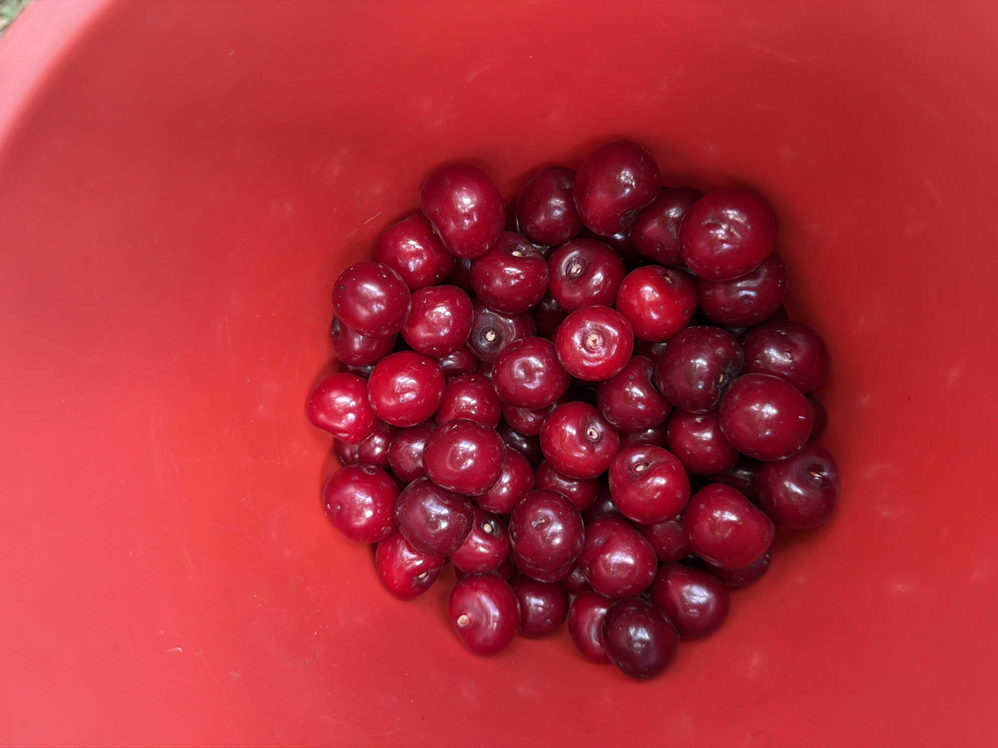 A close-up, top-down shot displays a collection of ripe cherries in a bright red plastic bowl. The cherries are a deep, glossy red, some with visible stems, and are piled high, filling the lower half of the frame. The red of the bowl provides a vibrant, uniform background against which the fruit stands out. The bowl appears to be outdoors, with a hint of natural light reflecting off the cherries and the bowl's surface. There is no indication of the location in the city of Ust'-Dzhigutinka, Russia, or any people or actions.