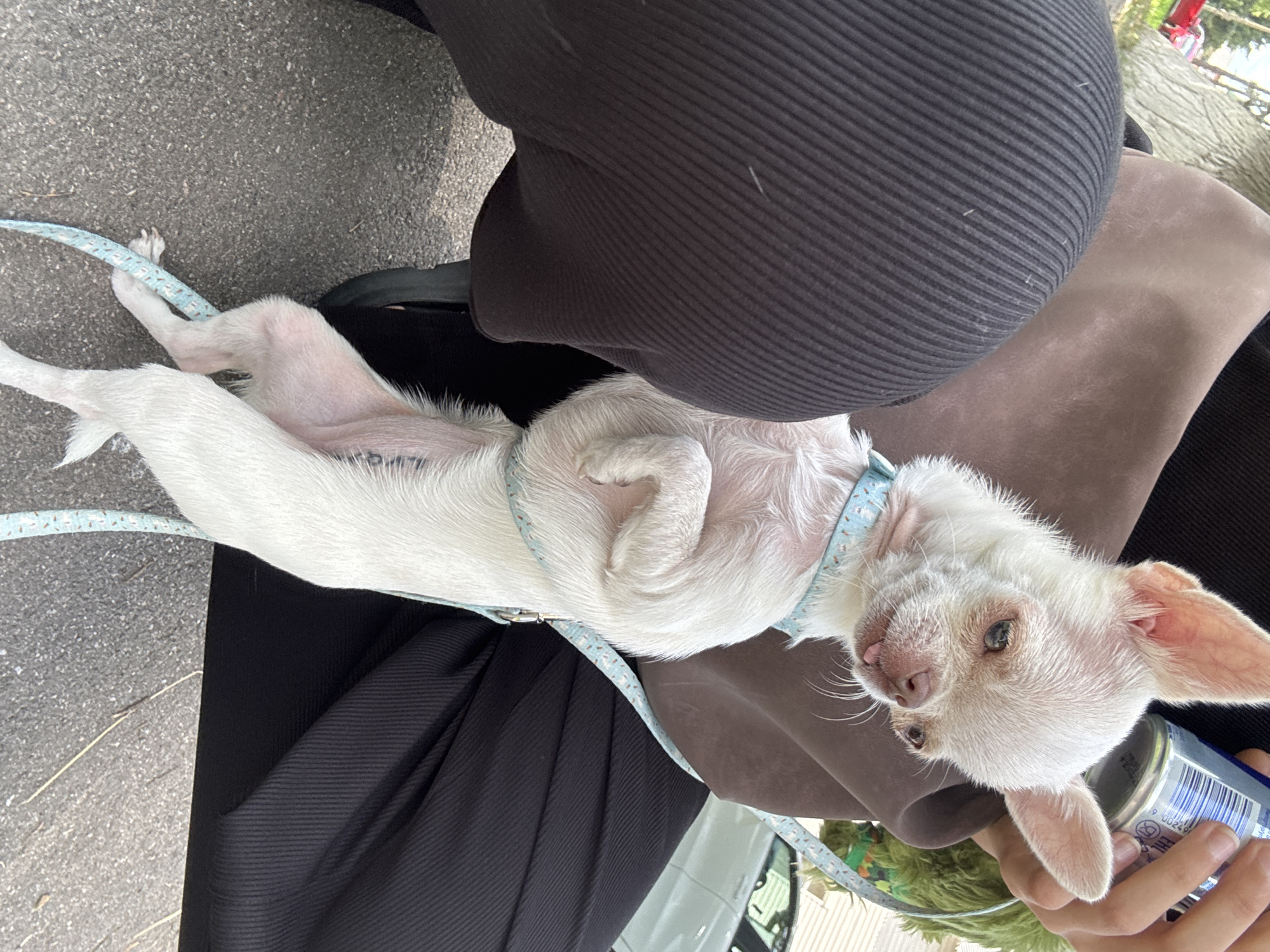 A small, white Chihuahua dog with a light blue collar is held by an unseen person, its body angled towards the viewer. The dog's head is turned slightly to the right, with its tongue peeking out. The dog is wearing a light blue leash with a pattern of small shapes. The person holding the dog is wearing dark, ribbed pants and a brown garment. The background shows an asphalt ground, with a portion of a white car and some greenery visible. There is a red car in the far background. The scene appears to be outdoors.