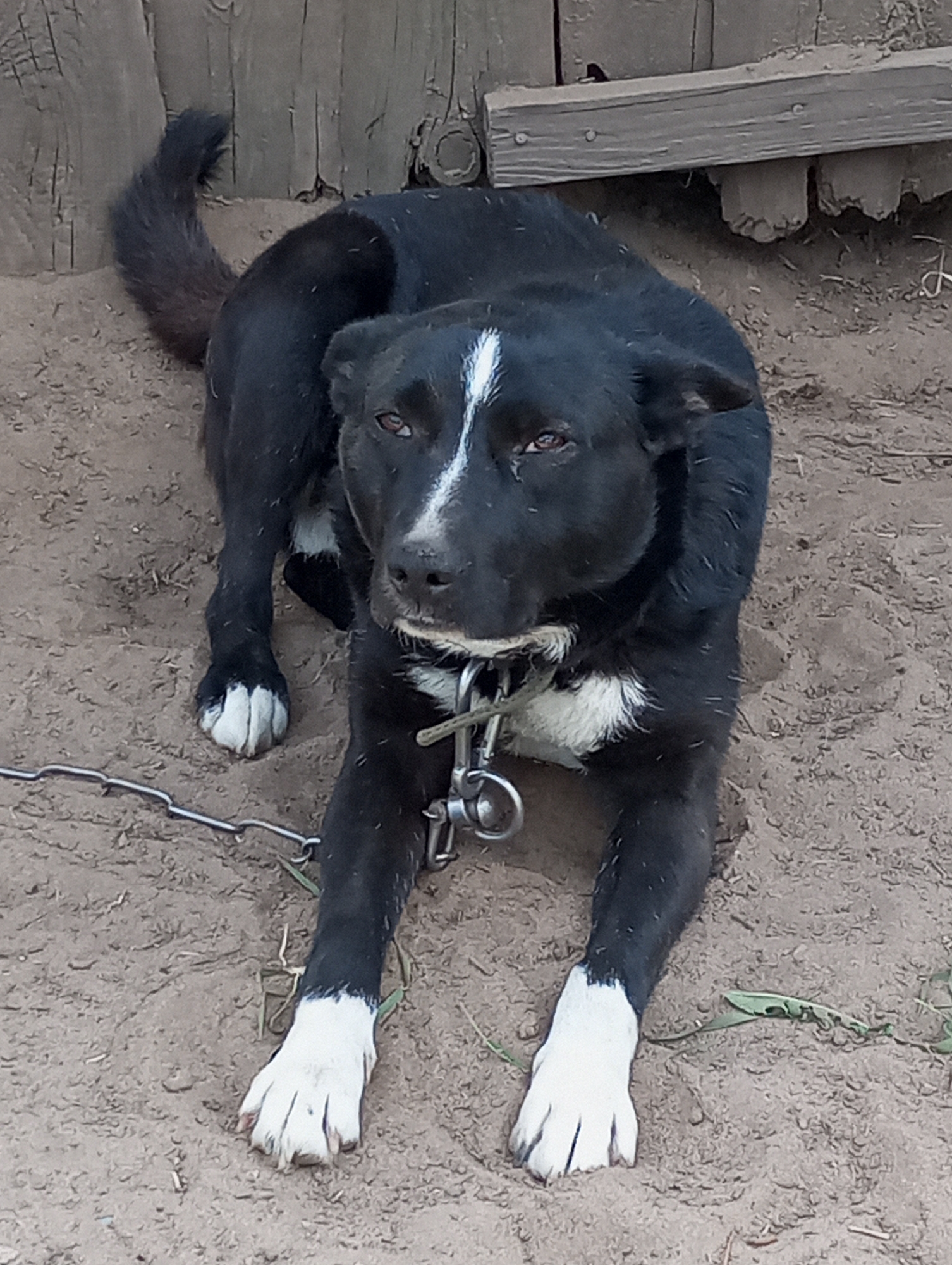 The image shows a medium-sized black dog with white markings on its chest, paws, and a stripe on its forehead. The dog is lying down on dirt ground and is chained to a metal chain and collar. A wooden fence or structure is visible in the background. The photo was taken in Буренка, Russia.