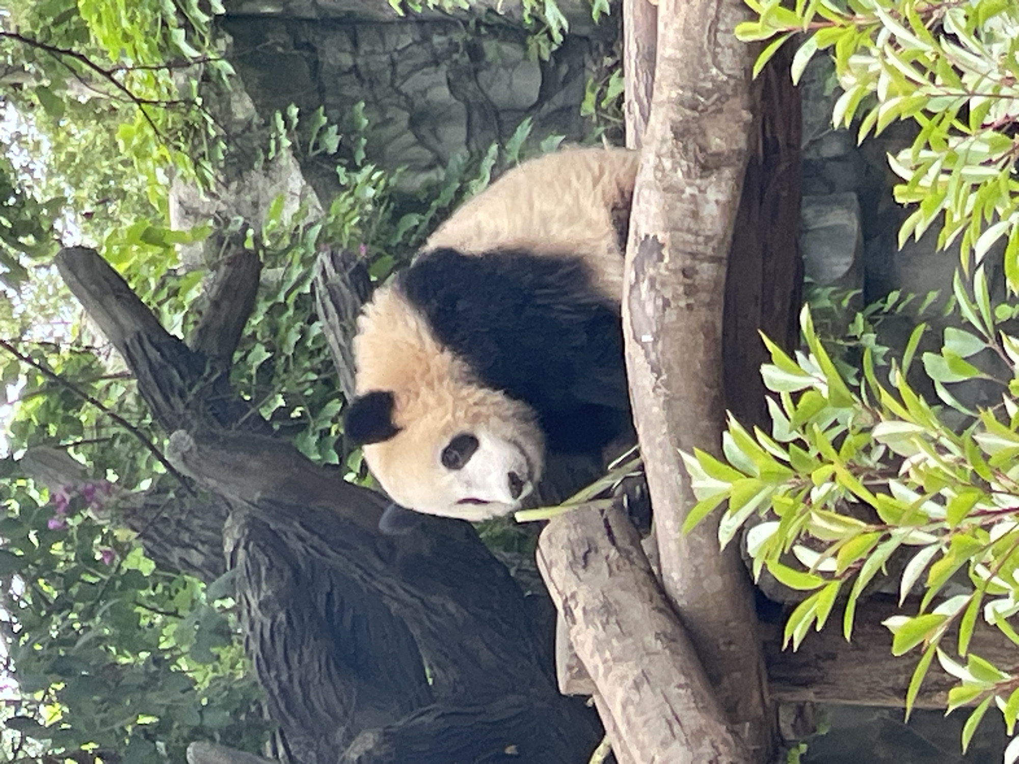A giant panda is positioned high in a tree, its head and upper body visible. The panda is predominantly white with distinct black markings around its eyes, ears, and across its upper body. It appears to be holding something green in its paws near its mouth, possibly bamboo. The panda is surrounded by tree branches and foliage. The image was taken in Chenghua District, China.