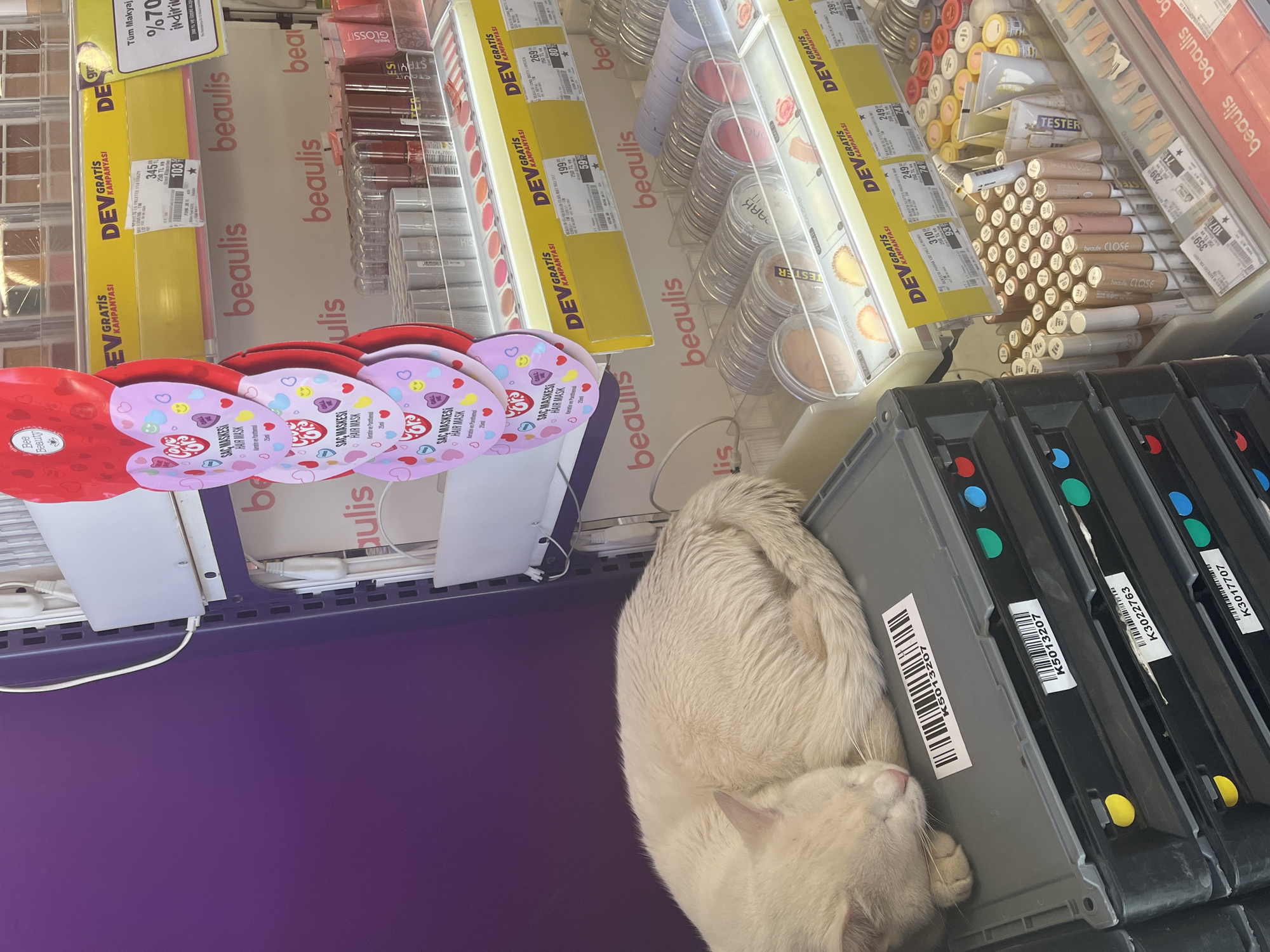 The image shows a retail display, likely in a drugstore or cosmetics store. Rows of makeup products such as lipsticks, foundations, and palettes line the shelves, labeled under the brand "beaulis". Display cases with promotional deals labeled "DEV Gratis Kampanyasi" showcase various prices and discounts. In the foreground, a light-colored cat lies curled in a gray container, resting beside black trays with colored markers, potentially used for inventory or shelving purposes. There are also hair masks with hearts on the package. The location is likely in a city with a Turkish-speaking population, and possibly Alanya, Turkey, based on the text on the promotional materials and the brand names.