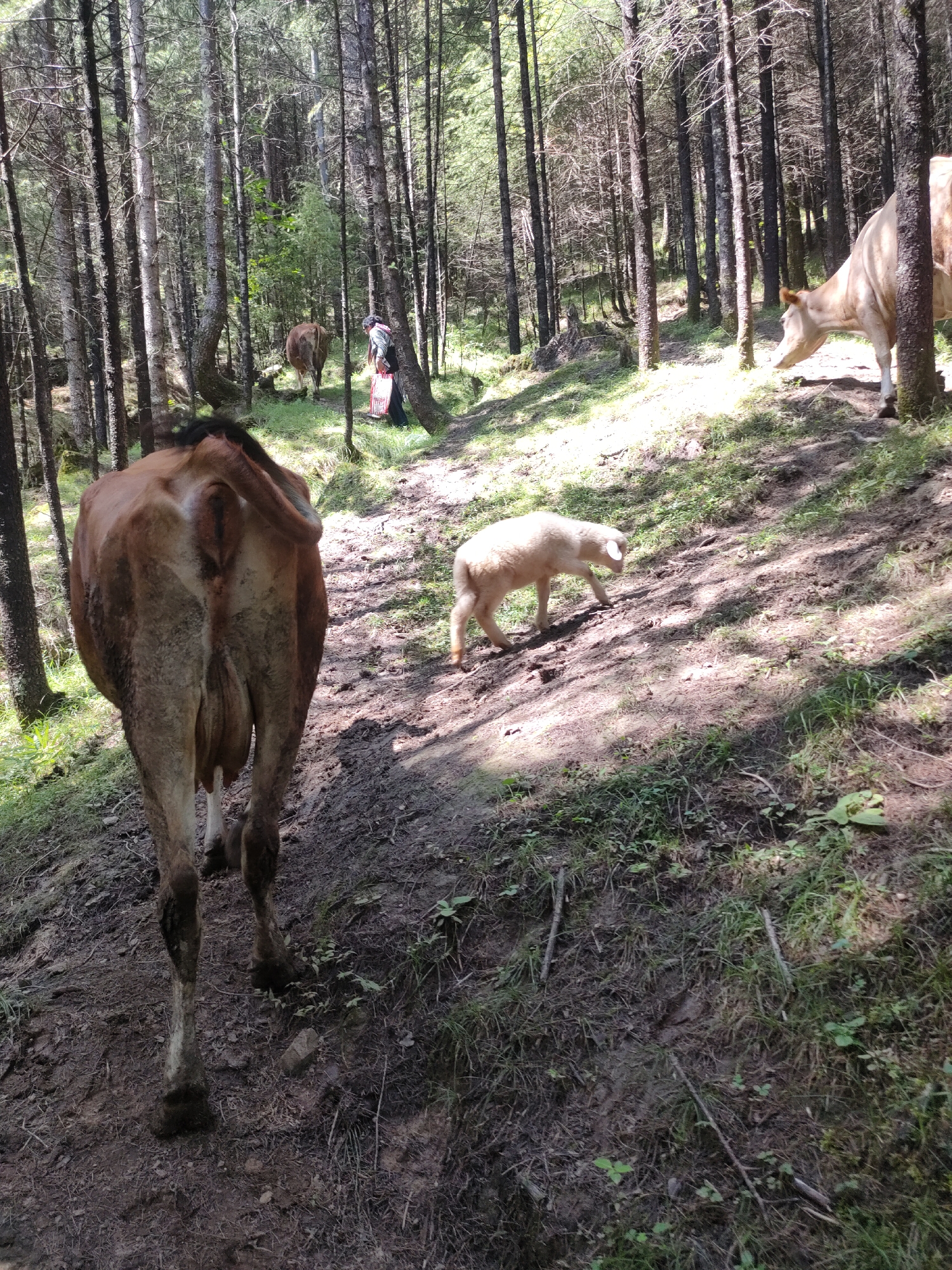 A herd of cattle and a sheep walk on a dirt path through a dense forest. A person wearing dark pants and a light colored shirt walks behind a brown cow, carrying a red bag. The cattle are brown and white, and the sheep is white. The trees are tall and thin, with sparse leaves. The ground is covered in dirt, rocks, and grass. Sunlight streams through the trees, casting shadows on the ground.