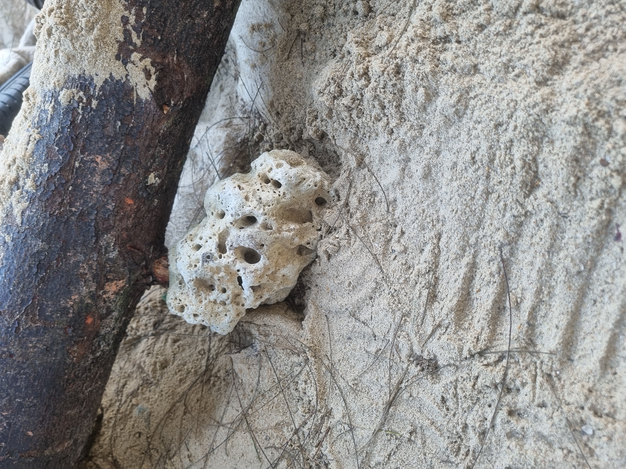 A close-up, overhead view of a piece of porous, light-colored coral resting on sandy ground. A thick, dark brown, weathered log lies horizontally across the upper portion of the frame, partially covered in sand. The ground is composed of light-colored sand with scattered dry pine needles and small debris. The scene appears to be on a beach. The location is a beach in Balikpapan, Indonesia.