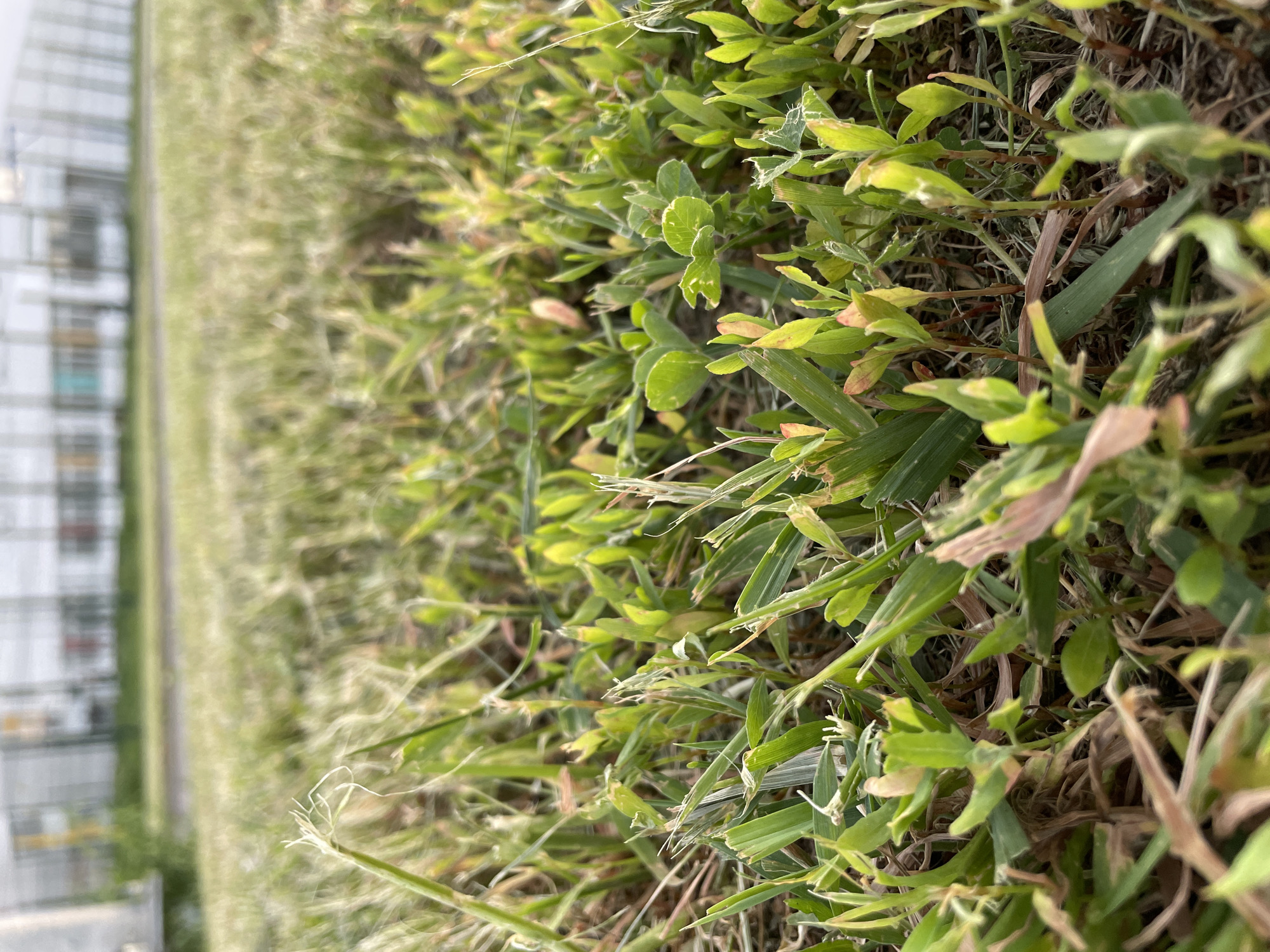 The image shows a close-up view of a patch of grass and weeds, with a building visible in the blurred background. The vegetation is a mix of green and brown, suggesting varying levels of health or maturity. Some of the plants have clover-like leaves. The building in the background appears to be a multi-story structure with numerous windows, suggesting it could be an office building or apartment complex. Due to the lack of context, no specific location in Saratov, Russia, can be identified. There are no people visible in the image, and no specific actions or interactions are occurring. The focus is solely on the plant life and the blurred building in the background.
