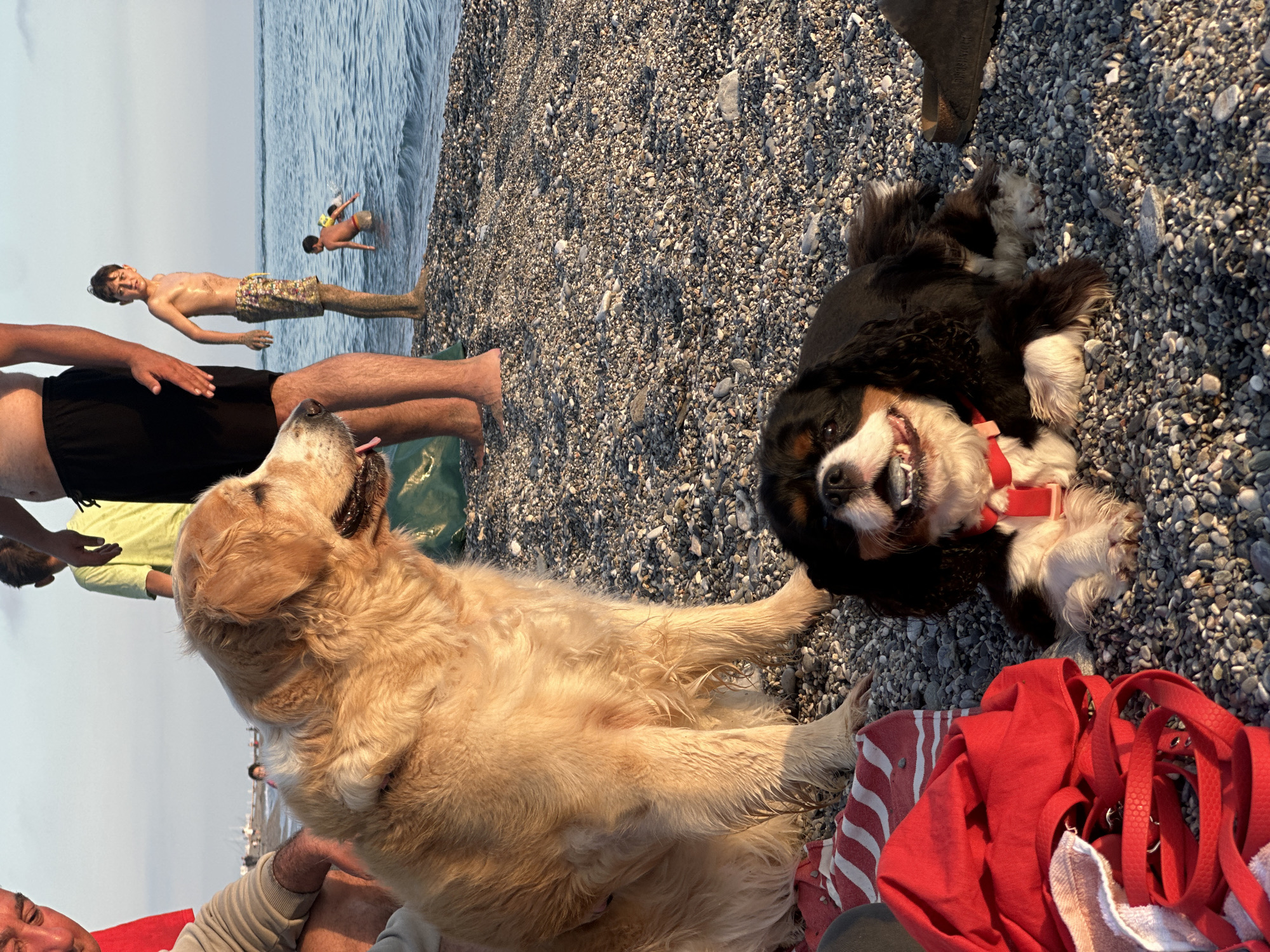On a pebble beach in Alanya, Turkey, a golden retriever and a Cavalier King Charles spaniel are lying down. The golden retriever is in the foreground, partially obscuring a person. The spaniel is wearing a red collar. Behind the dogs, two people are standing in the water, and further out, two more people are swimming. The background consists of the sea and the sky.