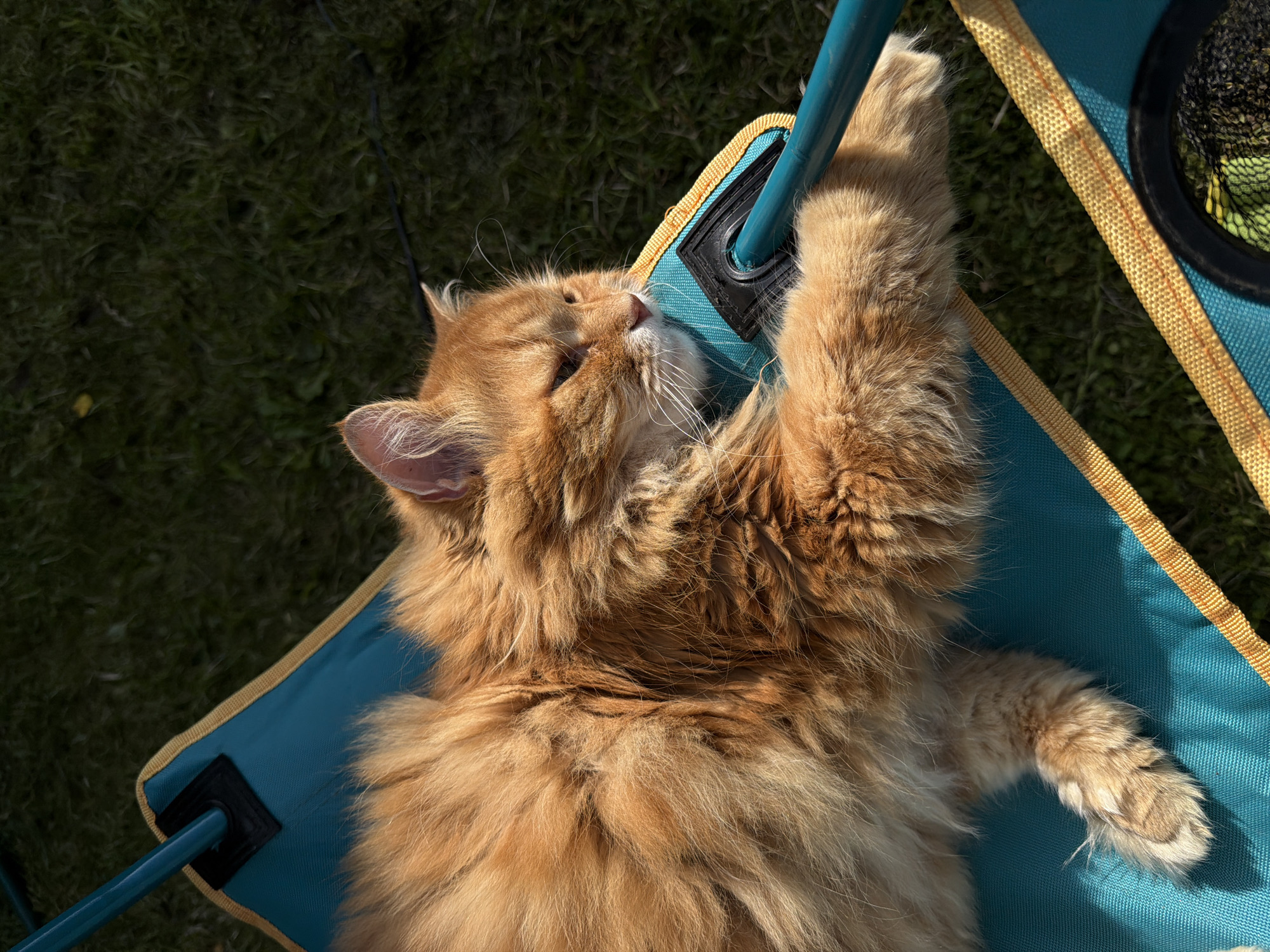 An orange tabby cat with long fur is lying on a turquoise and yellow camping chair. The cat is partially resting its head on a teal-colored support bar of the chair, and its paws are extended across the fabric. The chair is positioned on a patch of green grass. The background shows a dark green grassy area, suggesting an outdoor setting. The image appears to be taken in direct sunlight, casting shadows. There is no indication of the location being in the city of Peniki, Russia.
