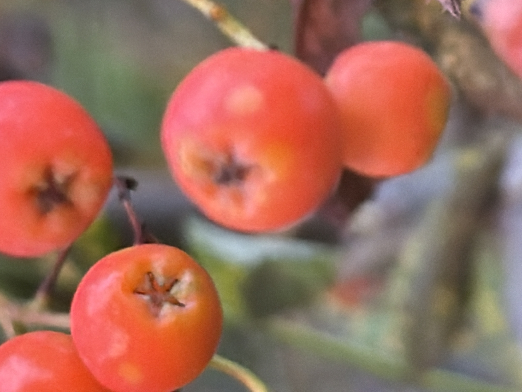 This is a close-up, shallow depth-of-field photograph of a cluster of ripe rowan berries. The berries are a bright orange-red color and are round in shape, with a slight indent at the top where the calyx remnants are visible as a dark star shape. Some berries show subtle yellow or orange highlights. The background is blurred, consisting of muted green and brown foliage, suggesting an outdoor, natural setting during autumn. The image does not contain any people, actions, or specific landmarks that would allow for identification of a location within the city of Tyumen, Russia.