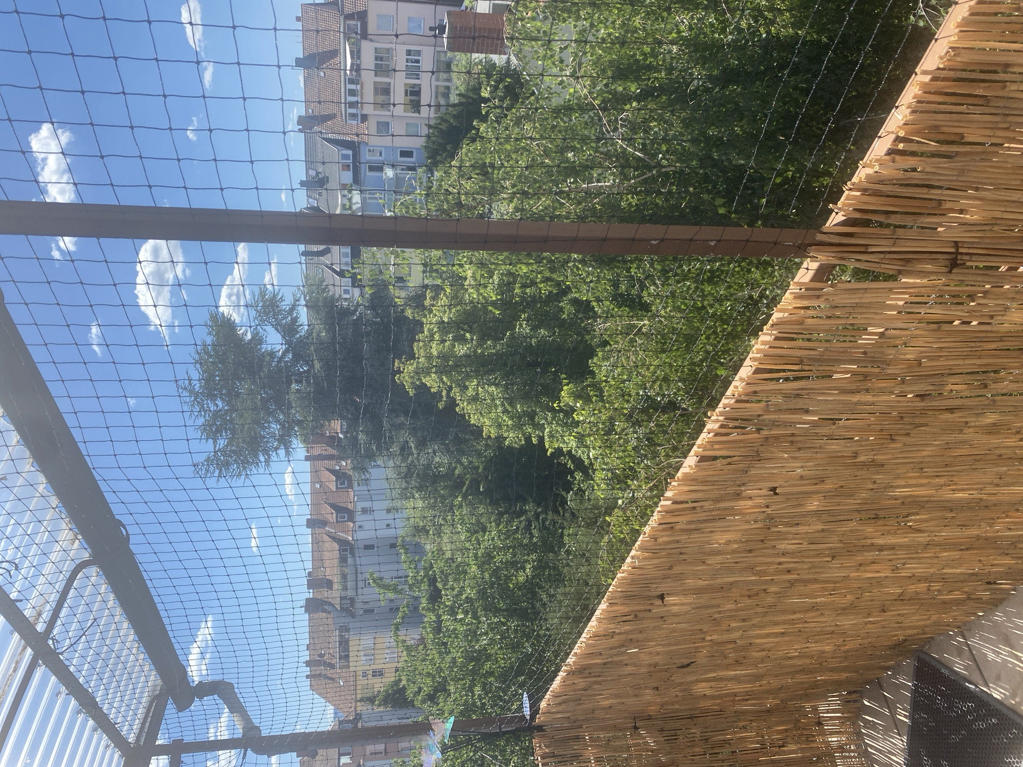The image shows a view from a balcony or rooftop enclosure in Hildesheim, Germany. A black safety net is prominent in the foreground, stretched across a wooden frame. Below the net, a barrier made of vertical bamboo poles runs along the edge of the enclosure. Beyond this, a dense canopy of green trees fills the midground. In the background, a row of multi-story buildings with red-tiled roofs and cream-colored facades are visible. The sky above is blue with scattered white clouds. The scene appears to be a residential area on a sunny day.