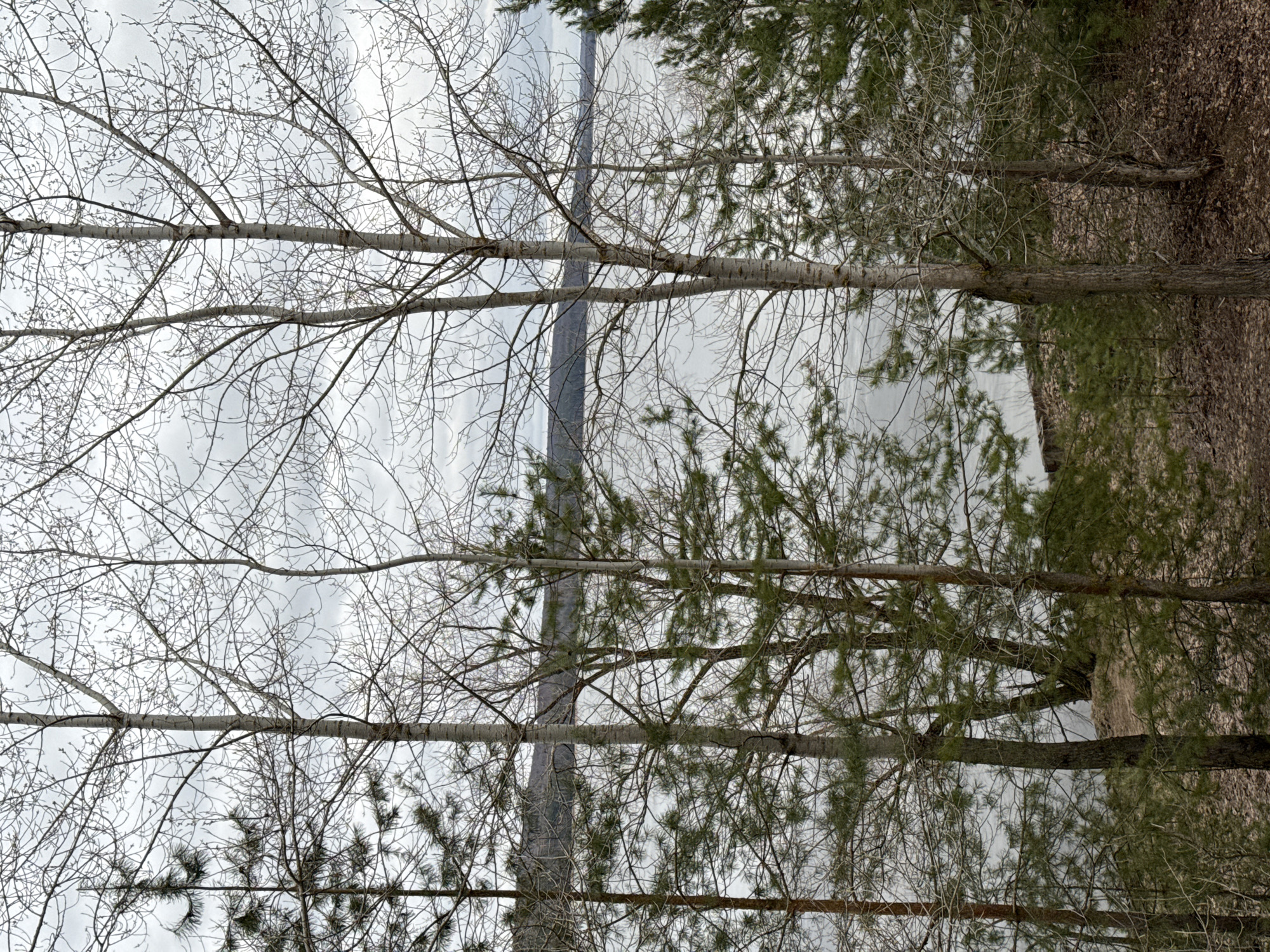 The image depicts a cloudy sky viewed through a dense thicket of bare trees with white bark on their trunks. Evergreen trees are visible to the right side. In the center, a utility pole rises vertically into the sky. A ground covered with brown vegetation is seen to the right of the image. The location is assumed to be in the city of Chaikovsky, Russia. No people are present in the image.