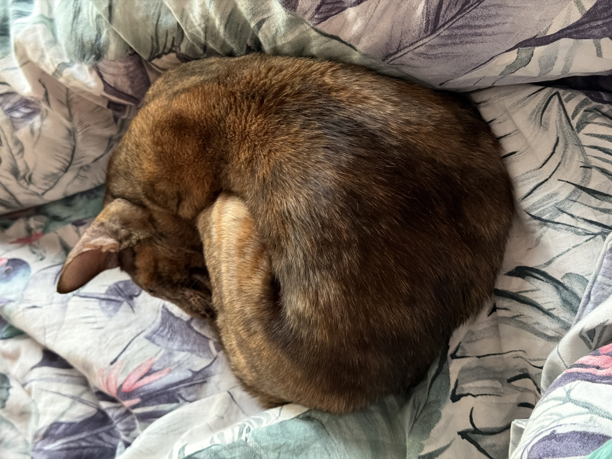 The image shows a brown tabby cat curled up asleep on a bed. The bedsheets have a leafy pattern in shades of gray, green, white, and pink. The cat is positioned in the center of the image, curled tightly with its head tucked towards its body. Only one ear is visible.
There is no information available in the image to suggest a location in the city of Chaikovsky, Russia.