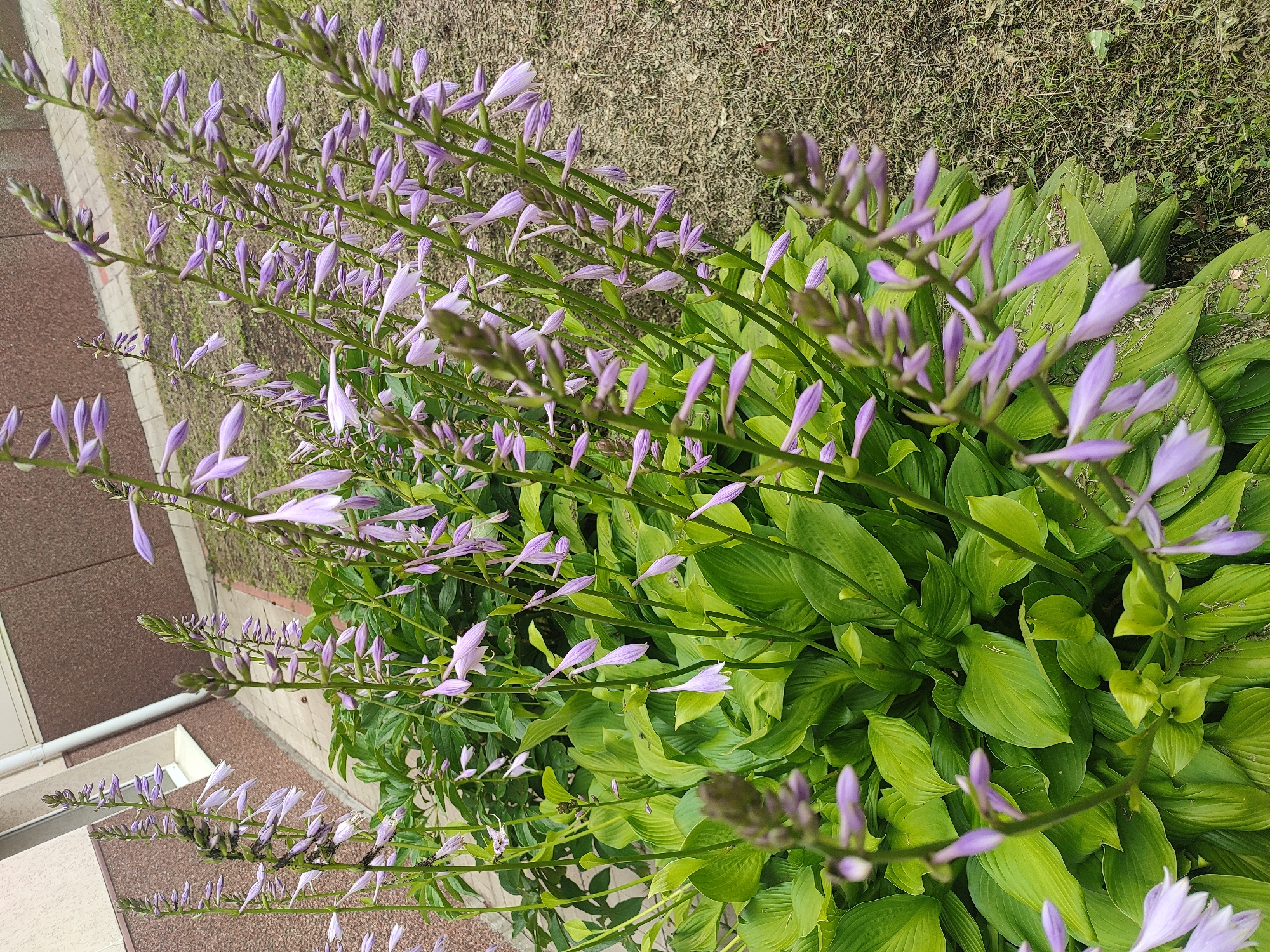 The image depicts a close-up of flowering hosta plants with tall stalks of light purple, bell-shaped flowers. The hosta leaves are large, green, and lush. The plants are situated outdoors, with a blurred background that suggests an urban or suburban environment. Hints of a building with brown and beige siding, a white downspout, and a paved walkway with reddish-brown brick patterns are visible. Dry grass and soil are also present to the right of the plants. No people are visible in the image. The overall impression is of a well-maintained garden area adjacent to a building. The location is identified as Naberezhnye Chelny, Russia.