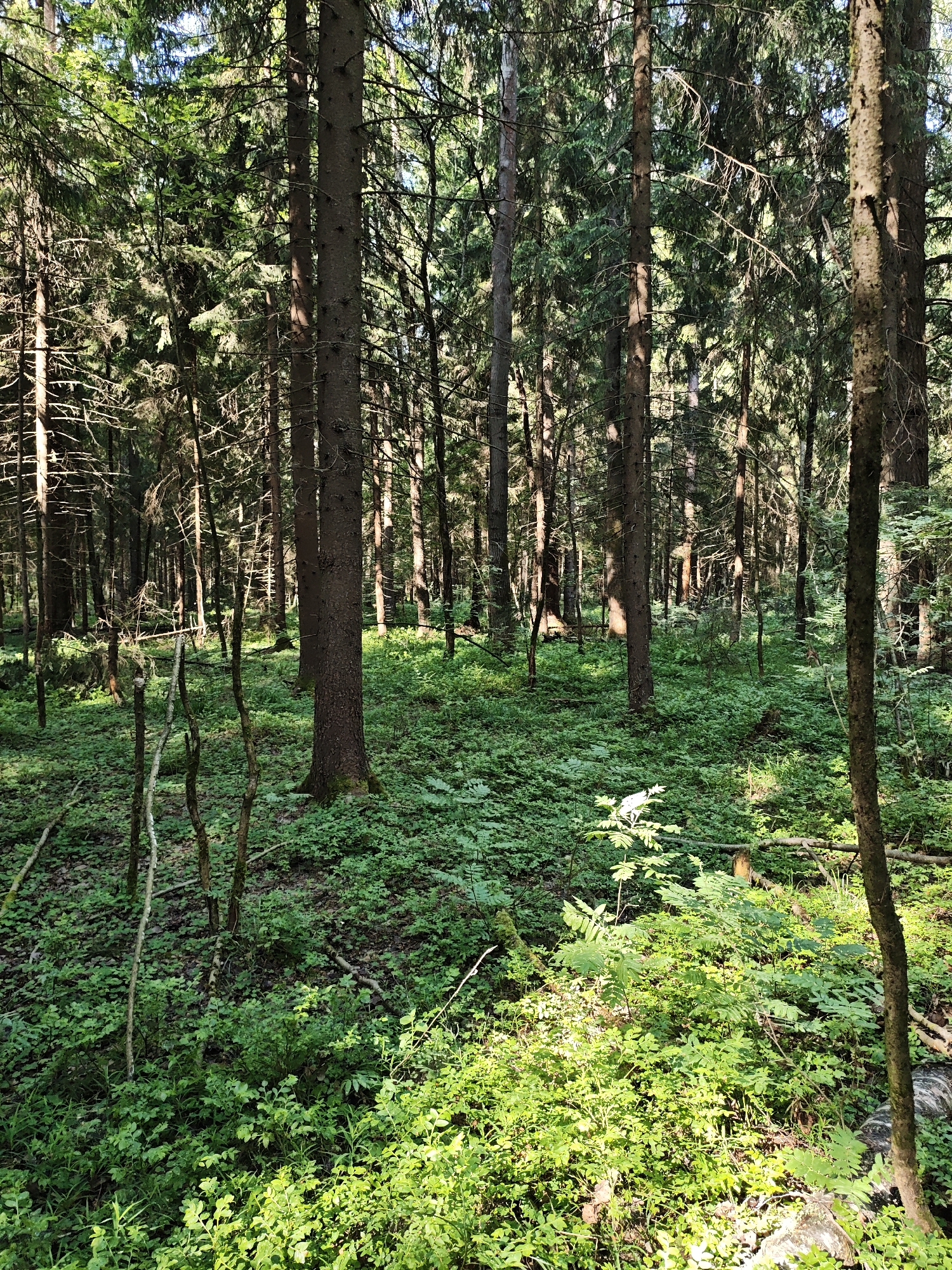 The image depicts a dense forest scene, likely in the vicinity of Боровково, Russia. Tall, slender trees with dark bark dominate the frame, their canopies creating a filtered light effect on the forest floor. The ground is covered in a thick carpet of green vegetation, including various types of plants and undergrowth. Several small, leafless branches are scattered across the underbrush. The overall impression is one of a lush, verdant, and undisturbed natural environment. There are no discernible people or signs of human activity other than the presence of the cut branches.