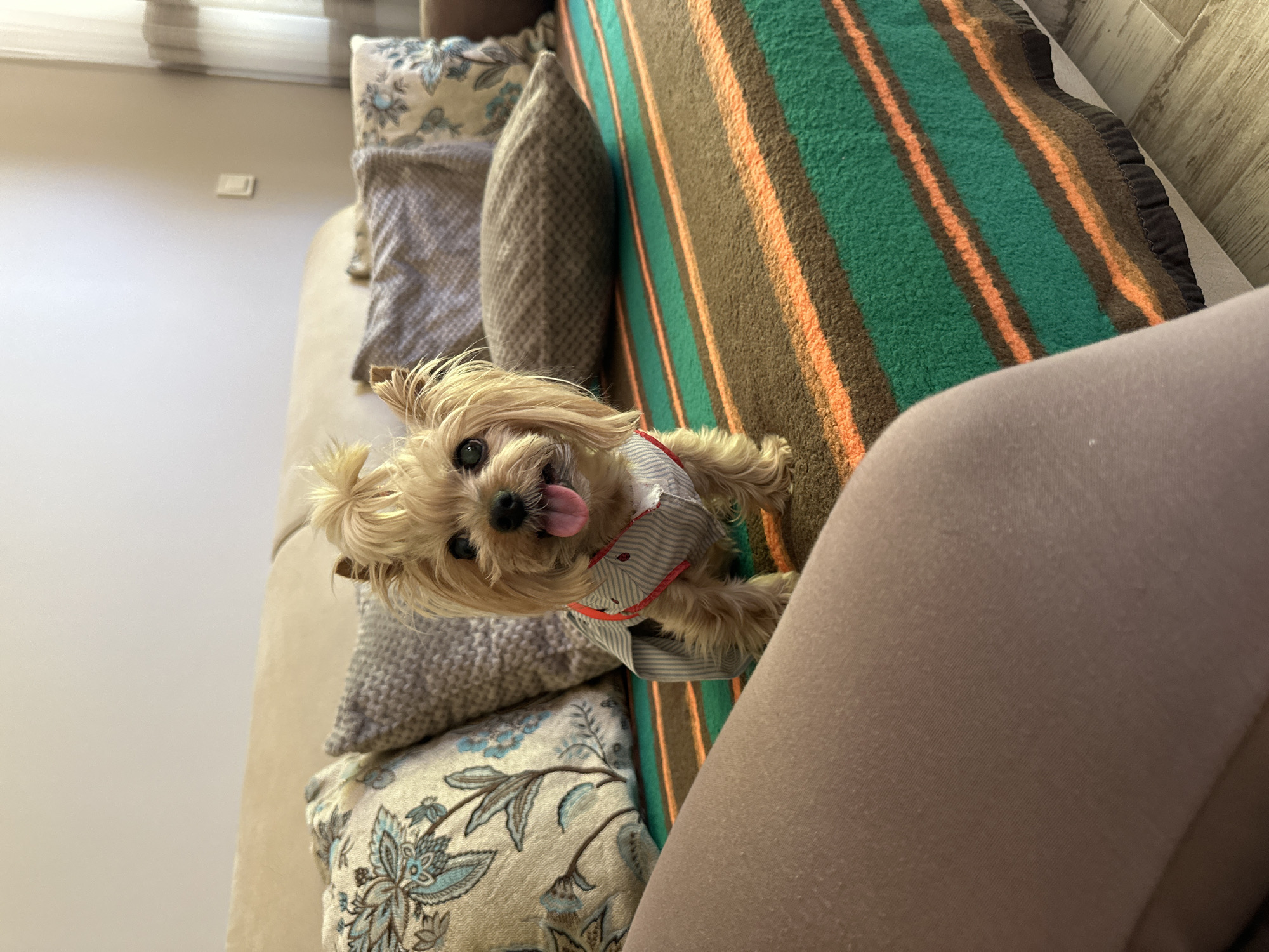 A tan Yorkshire terrier wearing a striped shirt with a red harness sits on a beige sofa with various patterned pillows and a striped blanket. The dog is sticking its tongue out. A person wearing tan pants is visible in the lower right corner of the frame. The location is presumably an indoor setting, potentially a home, and the time of day appears to be daytime, judging by the natural lighting. No specific information regarding Lehchevo, Bulgaria, is apparent in the image.