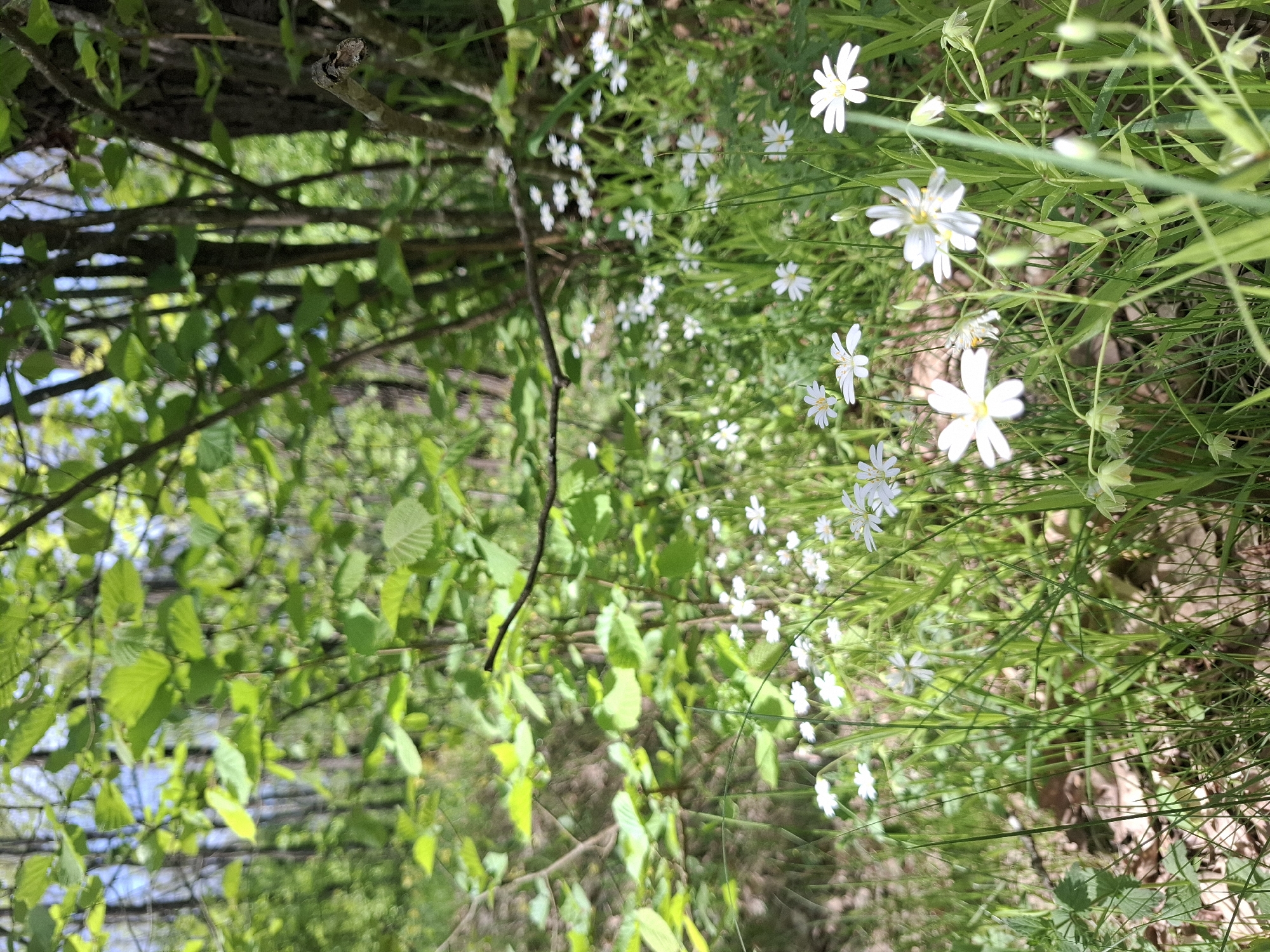 The image shows a natural scene in Khlevnoye, Russia. The foreground is dominated by white flowers among green grass. A tree and its branches with green leaves are visible in the background. The scene appears to be outdoors in a wooded area.